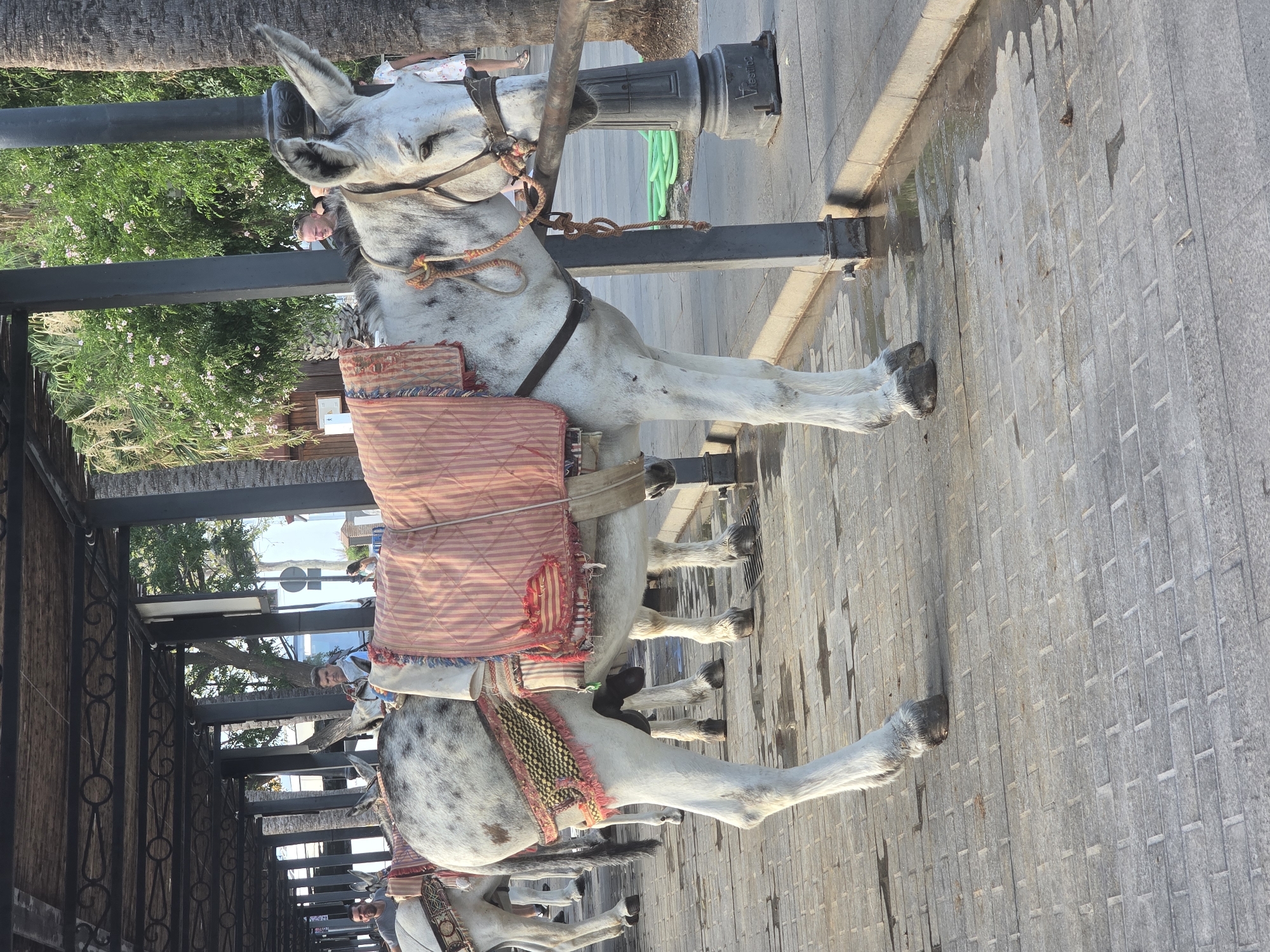 The image depicts a donkey standing on a paved walkway in Mijas, Spain. The donkey is white with grey spots and is adorned with a patterned saddle blanket and a red and white striped blanket draped over its back. It is tethered to a metal post by a rope. In the background, other donkeys and people are visible. The walkway is made of light-colored rectangular pavers, and there is a curb to the right. Some water is present on the ground near the donkey's hooves. Palm trees and lush green foliage can be seen behind the walkway, suggesting a warm climate. The scene appears to be a tourist area where donkeys are used for rides.