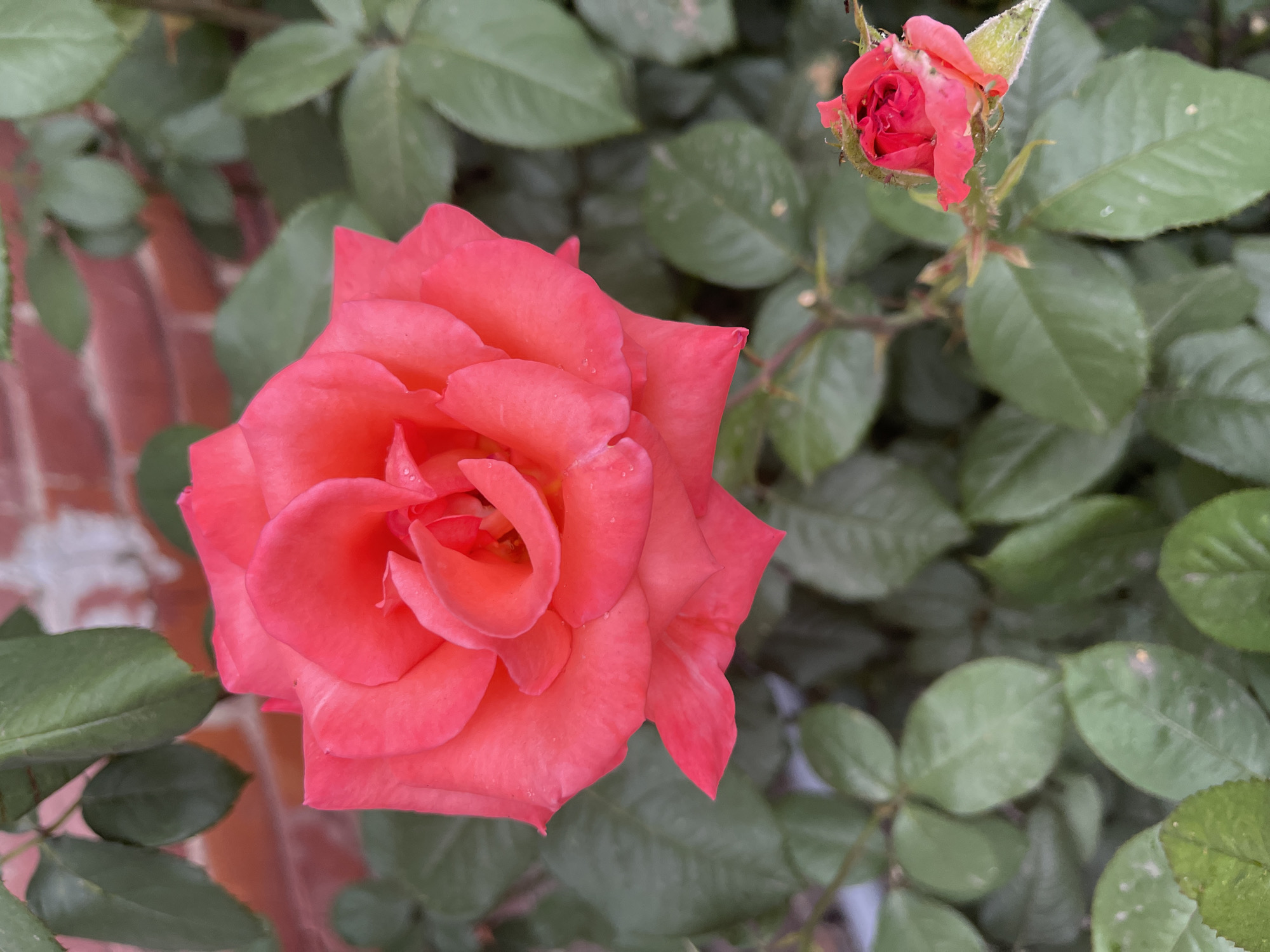 The image shows a close-up view of a vibrant coral-colored rose in full bloom. The rose is the dominant subject, with its petals unfurling in a spiral pattern. Tiny water droplets are visible on some of the petals, suggesting recent rain or watering. To the upper right of the main rose, a smaller rosebud, also in a coral hue, is starting to open.
The background consists of lush green rose leaves, some of which have small white specks on them, possibly due to powdery mildew or dust. Behind the foliage, a hint of a red brick wall is visible, providing a textured and earthy backdrop. The lighting appears natural, suggesting it might be daytime, possibly overcast due to the soft shadows.
The overall impression is one of natural beauty and delicate growth. There are no people or animals present in the image, and no text is visible. The focus is entirely on the roses and their immediate surroundings.