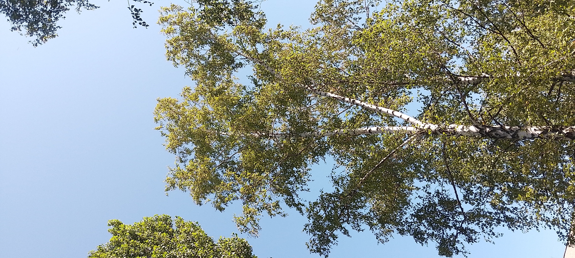 A photograph taken from a low angle looking up at a bright blue sky and the canopy of a large birch tree. The tree has a white, segmented trunk and branches laden with green leaves. The lower part of the trunk and branches are visible, with the leaves filling the majority of the frame. Other trees, appearing darker and with denser foliage, are visible in the upper left and upper right corners of the image. The image appears to be a natural outdoor scene, possibly in a park or residential area in Cherkasy, Ukraine.