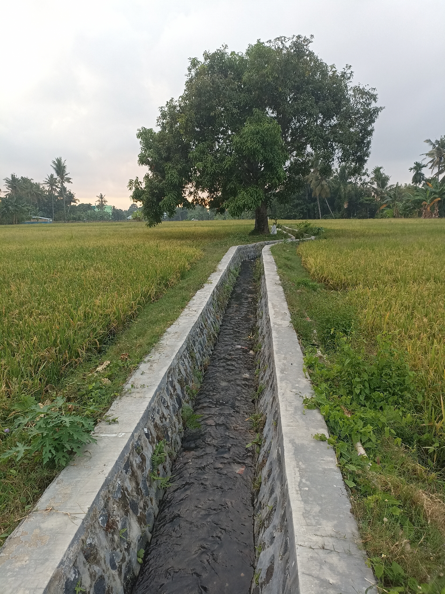 A stone-lined irrigation canal flows through a golden rice paddy field. A large, mature tree stands prominently in the middle ground, casting a shadow over the field. In the distance, a line of palm trees and other vegetation separates the field from a hazy sky. The scene suggests a rural setting in Mojopanggung, Indonesia, likely during harvest season. The canal is filled with dark, flowing water. The rice stalks are a mix of green and yellow, indicating ripeness. The ground surrounding the canal is covered in grass and weeds. The sky is overcast with a pale, diffused light. There are no people or animals visible in the image. The overall impression is one of tranquility and agricultural productivity.