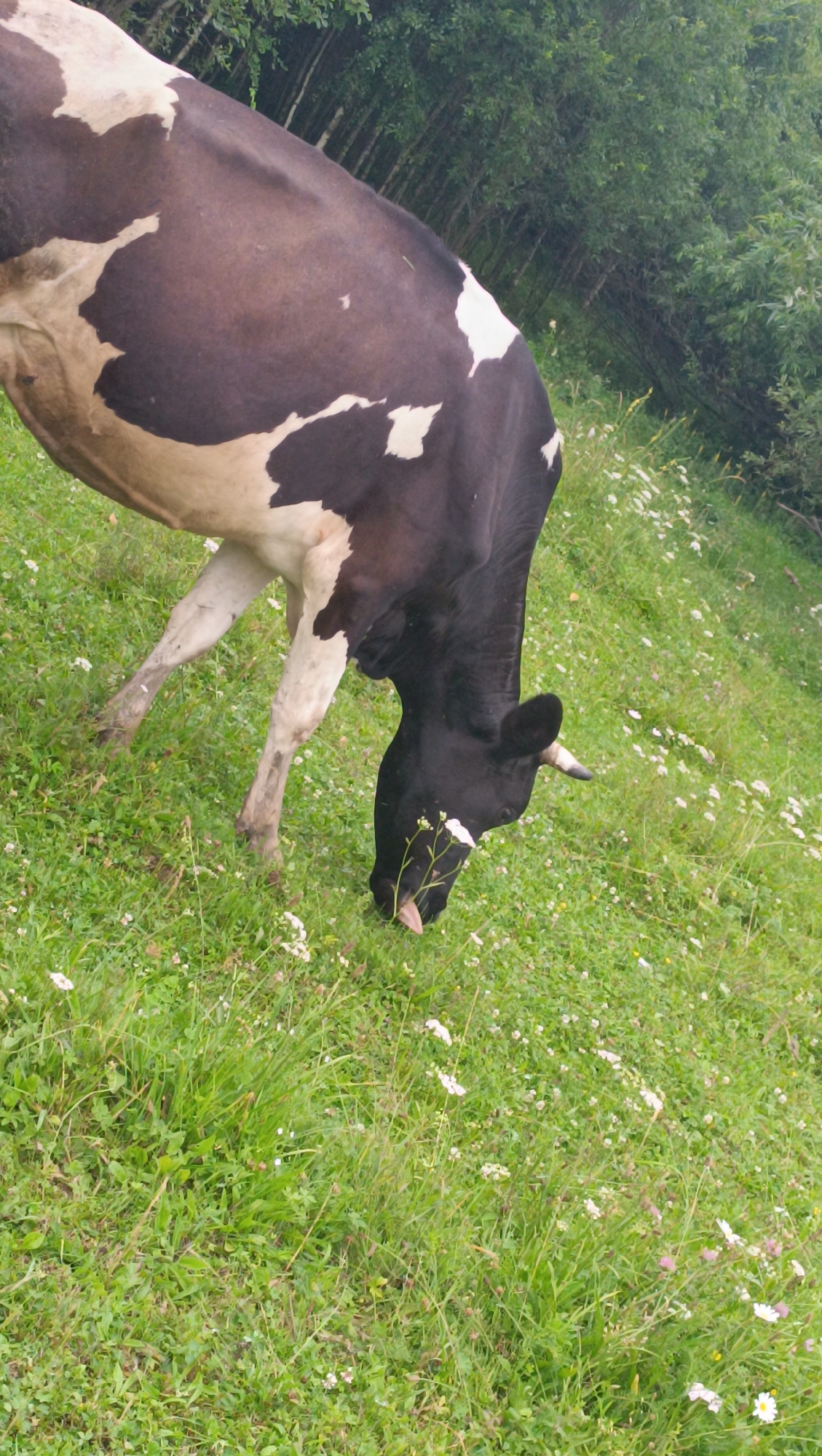 A black and white cow is grazing on a grassy slope. The cow is positioned in the left half of the frame, facing towards the right and downwards as it eats. Its body is partially visible, with a large portion of its torso covered in dark brown and white patches. Its head is down, and its tongue is extended, touching the grass. The background consists of lush green foliage, likely trees and bushes, creating a natural, outdoor setting. There are small white flowers scattered throughout the grass in the foreground and midground. The image appears to be taken outdoors in a rural or natural environment.