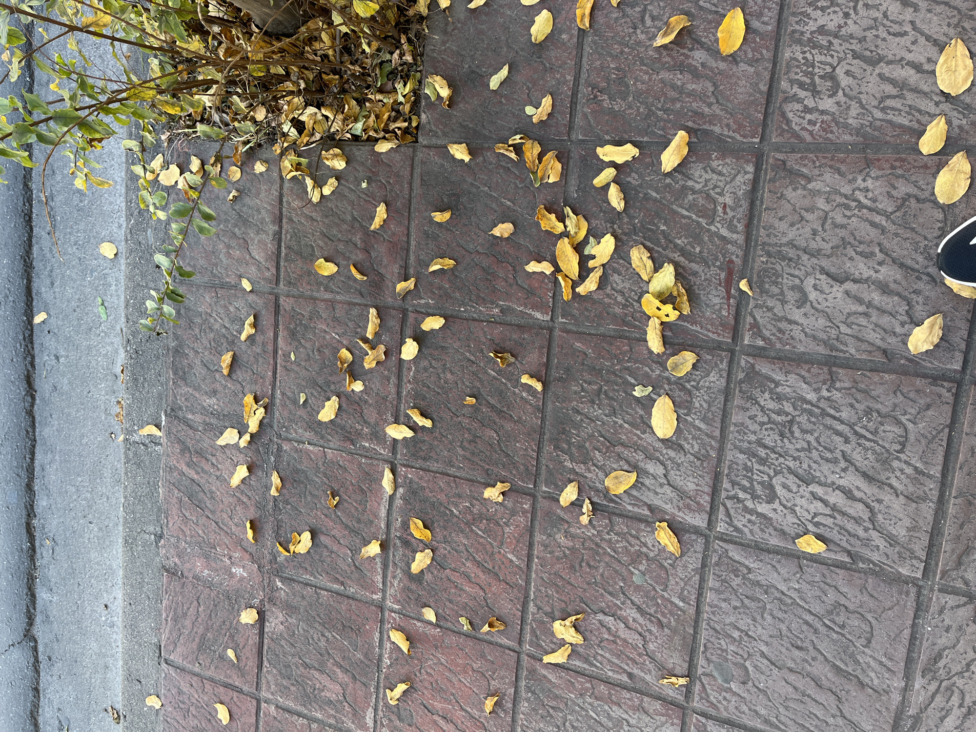 The scene is an outdoor setting in San Fernando del Valle de Catamarca, Argentina. The ground is covered in square paving tiles, a dark brown/red in colour with subtle variations. Scattered across the tiles are fallen yellow leaves of varying sizes and shapes, mostly dried. A small portion of a tree or bush is visible in the upper left corner, with both green and yellow foliage. To the left of the tiles is a light grey concrete surface, likely a sidewalk. A small part of a foot and the side of a shoe are visible in the upper right. No people are fully visible.