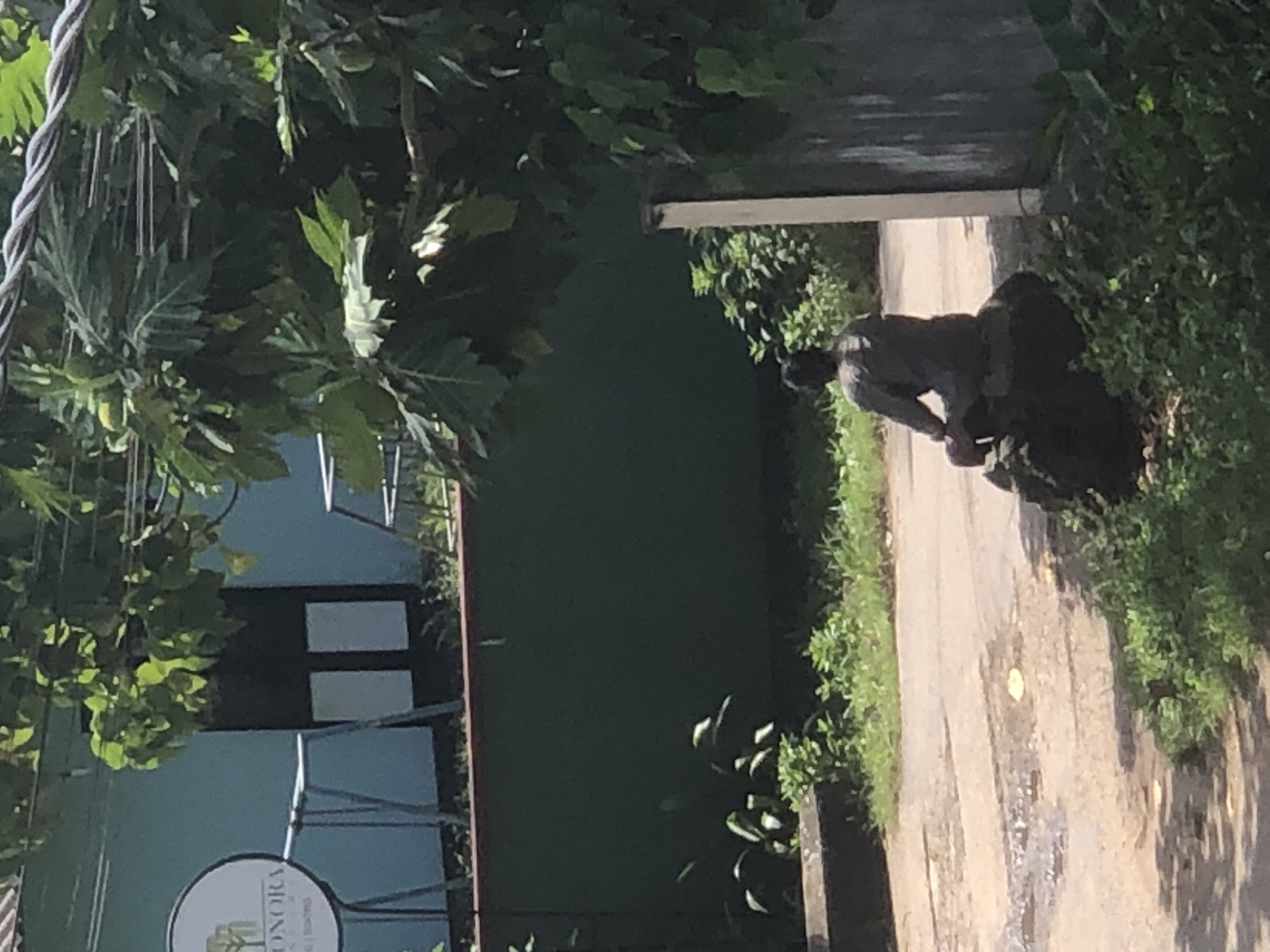 A person is sitting on a rock on a dirt path in Kabalana, Sri Lanka. The person is wearing a dark long-sleeved shirt and pants, and their back is to the camera. The path is wet in places, with some puddles. To the left of the path is a green wall, and behind that is a light blue building with a circular sign. To the right of the path is a dark wall and some foliage. Trees and branches are visible in the foreground, obscuring some of the view. The scene appears to be outdoors in daylight.