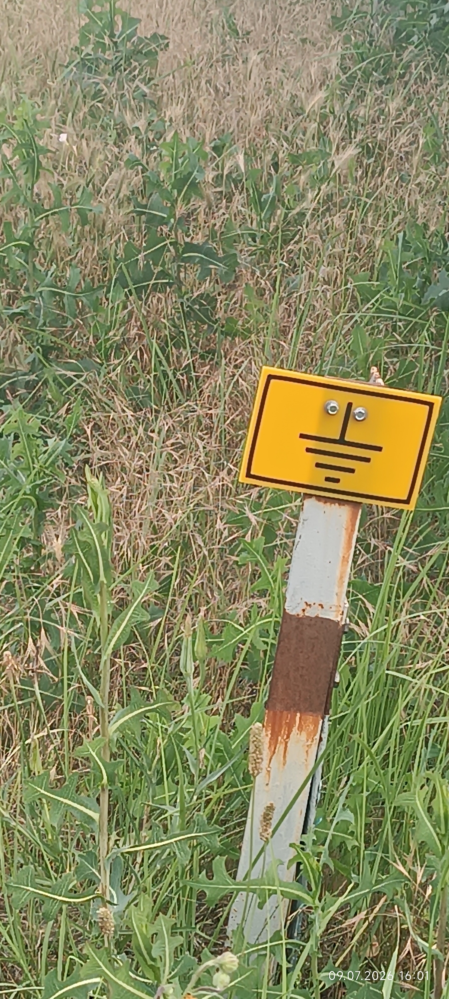 A yellow sign with a black border, depicting a grounding symbol, is attached to a metal post. The post is partially rusted, with a band of rust around the middle and streaks of rust running down from the top. The sign is positioned in a grassy area with dry grass and green plants. A timestamp in the lower right corner reads "09.07.2026 16:01". The background consists of a dense field of grass and vegetation. The location is specified as Reni, Ukraine.