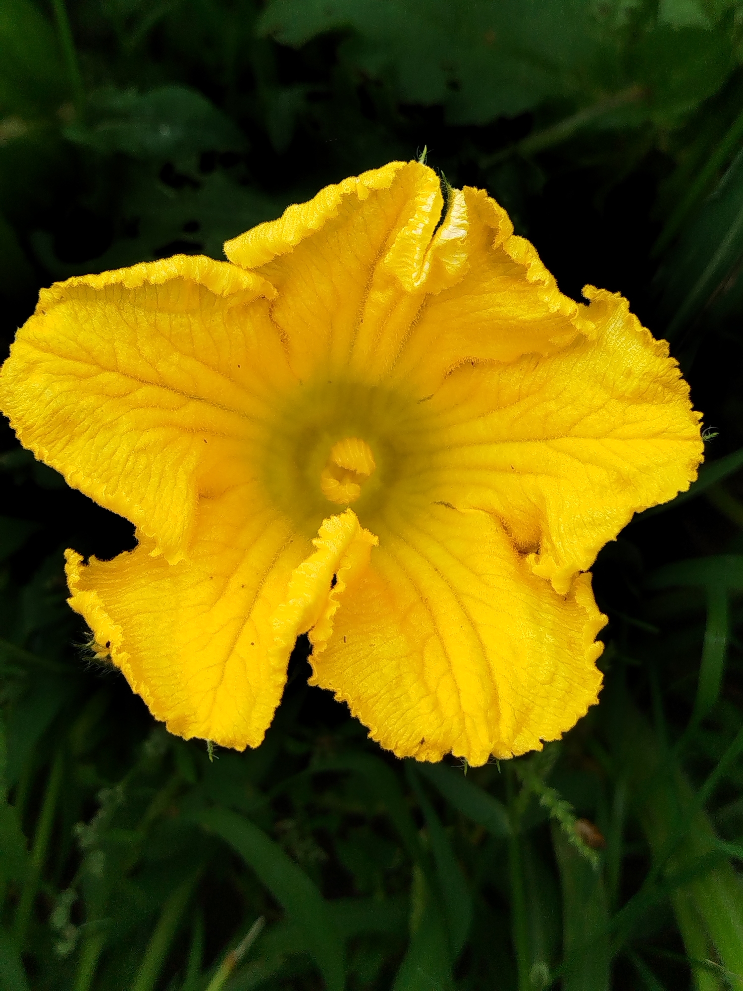 A close-up, overhead shot captures a vibrant yellow flower with five distinct, ruffled petals against a dark, blurred background of green foliage. The flower's center, also yellow, is slightly darker and appears to have a textured, almost stamen-like structure. The petals are veined and possess a delicate, slightly fuzzy texture along their edges. The overall impression is of a single, bright bloom amidst a natural, uncultivated setting. The image does not contain any discernible elements related to the city of Чкаловское Снт, Russia, or any people, actions, or interactions.