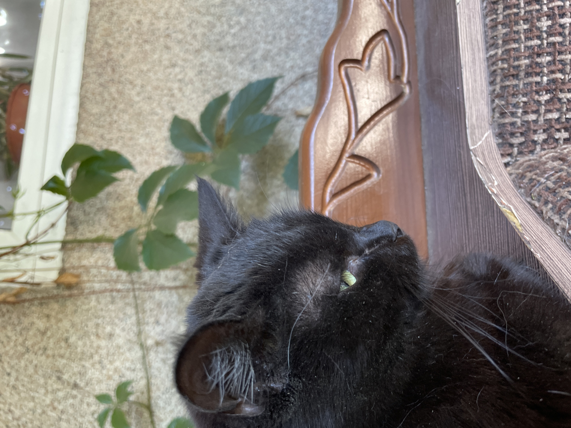 A black cat with green eyes is seen in profile, looking to the right. It is sitting on a textured surface, possibly a piece of furniture. In the background, there is a textured wall and some green plants growing on it. The scene appears to be outdoors, possibly on a balcony or patio, given the presence of plants and the outdoor wall. The lighting suggests it is daytime. There are no people or other animals visible in the image. This image does not provide any specific visual clues to determine its location in the city of Almaty, Kazakhstan.