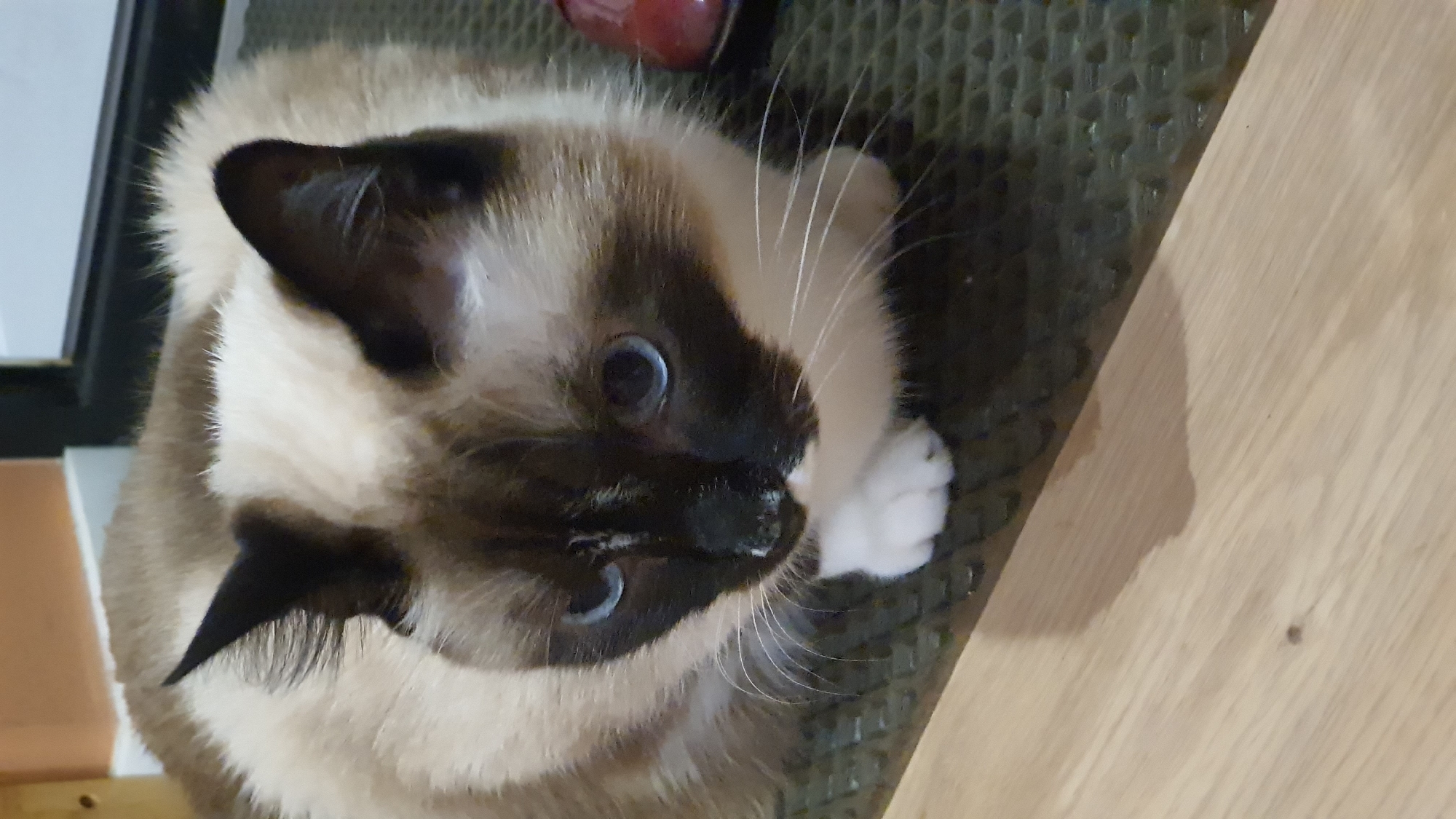 A close-up, high-angle shot shows a Siamese cat with blue eyes. The cat has a cream-colored body with dark brown points on its ears, face, and paws. Its whiskers are long and white. The cat is looking upwards towards the camera.
The cat is positioned on a dark, textured surface, possibly a mat or carpet. To the right of the cat, there is a light-colored wooden surface, which appears to be a floor or table. In the background, a dark object with a reddish hue is partially visible, and a light-colored vertical surface, possibly a wall or furniture, is seen on the far left.
The lighting suggests an indoor environment, and no specific time of day or weather conditions can be determined. The cat's gaze and posture do not convey a strong emotion, but it appears alert and curious. There is no visible text in the image. The location context provided is Krasnoyarsk, Russia.