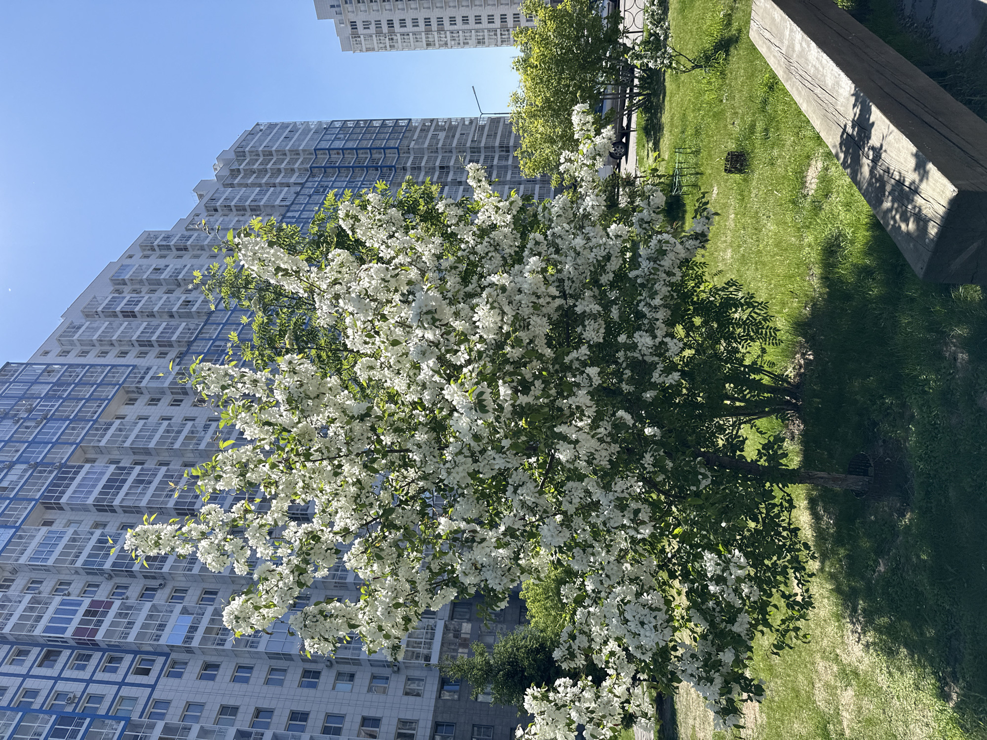 This media file presents a vibrant urban landscape on a clear, sunny day. The central subject is a large, profusely blooming tree adorned with abundant white flowers and fresh green leaves, strongly suggesting it is a cherry or apple tree in full spring bloom.
In the background, several tall, modern apartment buildings rise against a bright blue sky. These buildings feature numerous windows, some with blue-tinted panels or frames, creating a geometric pattern. One prominent building has a distinctive stepped or angled facade.
The ground is covered with lush green grass, indicative of a well-maintained park or courtyard. A large, weathered wooden beam or block lies on the grass in the mid-ground, casting a shadow. Further back, more green trees and bushes add to the verdant setting. The strong sunlight casts distinct shadows, suggesting it is either morning or early afternoon.
No people are visible, and no specific activity is taking place, giving the scene a serene atmosphere. The image beautifully contrasts the natural beauty of the blooming tree with the angular architecture of the city buildings. There is no visible text. The location is Krasnoyarsk, Russia.