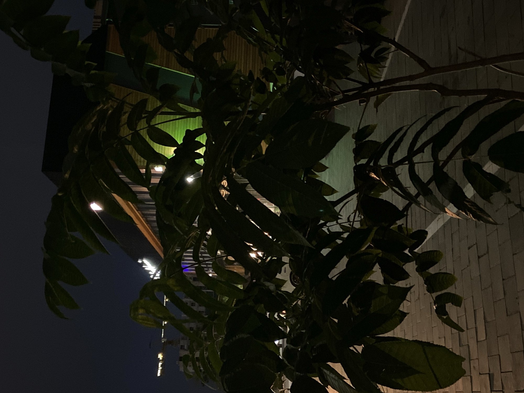 An outdoor, nighttime scene in Blagoveshchensk, Russia, features a tree with large, dark green leaves in the foreground, obscuring much of the background. Behind the foliage, a modern building with a dark roof and wooden-paneled walls is visible. The building is illuminated by several lights, some of which cast a green glow. To the left of the building, a construction crane and other structures are faintly visible against the dark night sky. The ground appears to be paved with brick or stone, and a white line, likely a parking space marker, is visible on the pavement. The scene suggests a public or commercial area that is lit up at night.