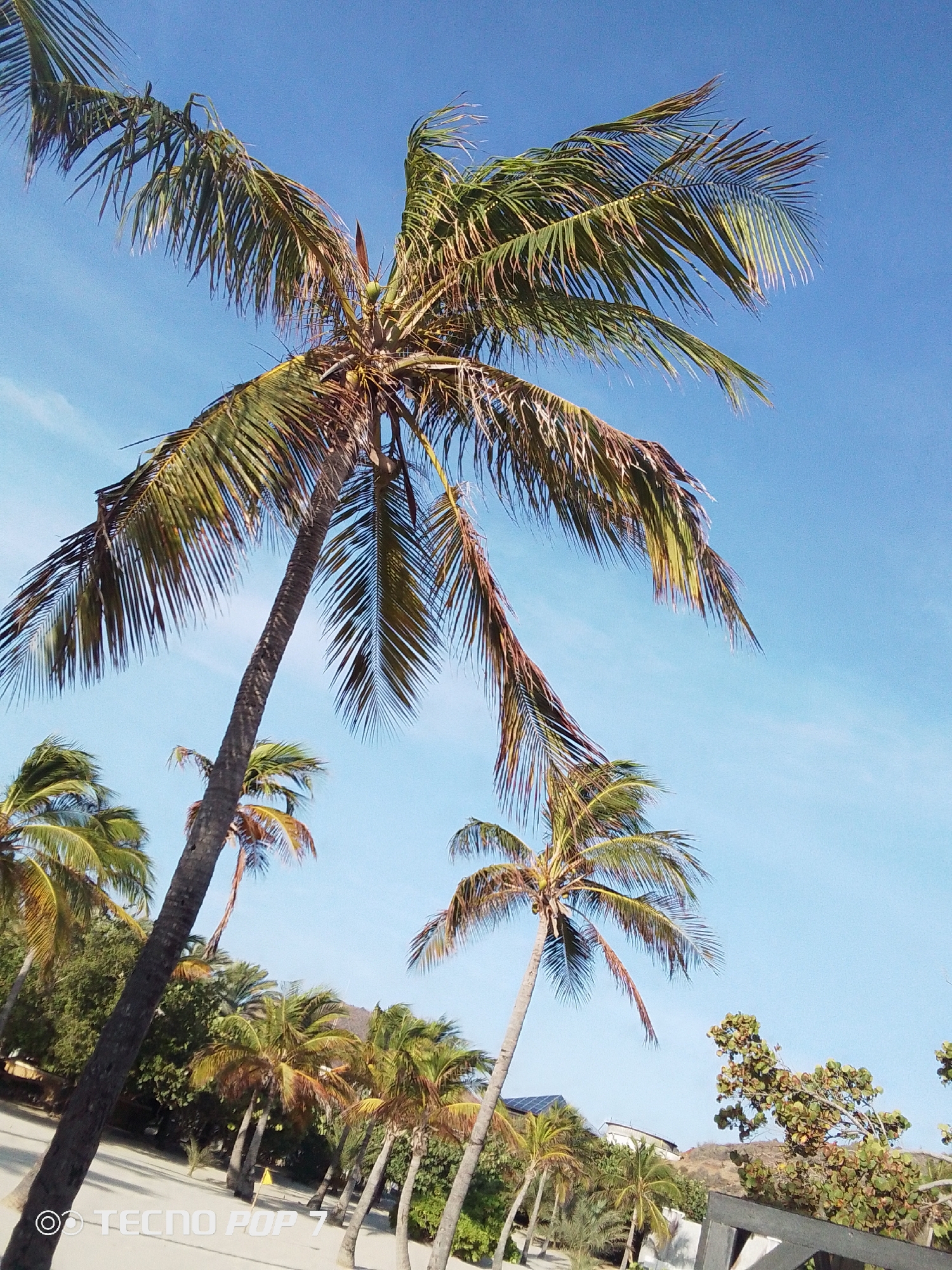 The image captures a vibrant tropical scene, primarily featuring multiple palm trees reaching towards a bright, clear blue sky. The photo is taken from a low angle, looking upwards, emphasizing the height of the palm trees and the expansive sky above.
In the foreground and midground, several tall palm trees with green and slightly yellowish fronds dominate the composition. One prominent palm tree on the left angles across the frame, showcasing its textured trunk and dense foliage. Small, green coconuts are visible near the crown of one of the larger palm trees. Other palm trees are scattered throughout the sandy landscape below, with their trunks appearing against a backdrop of varied green tropical vegetation.
The ground beneath the trees appears to be sandy, characteristic of a beach or coastal environment. In the middle distance, partially obscured by trees, a small yellow flag is visible. The background reveals distant hills or low mountains, and hints of buildings, possibly houses or resorts, nestled among the foliage. The lighting suggests it is daytime, with clear, sunny weather. The overall atmosphere conveyed is peaceful and tropical.
A watermark reading "TECNO POP 7" is visible in the bottom left corner of the image, indicating the device used to capture the photo. The location, according to the provided context, is Pedro González, Venezuela.