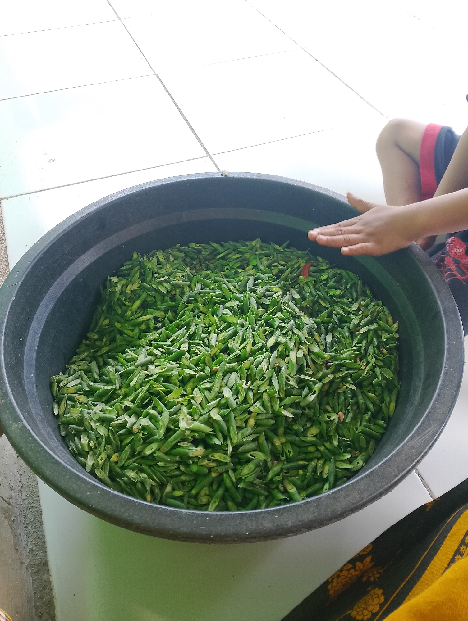 A person's hand rests on the edge of a large, dark-colored plastic tub filled with chopped green beans. The tub is positioned on a tiled floor. A child's legs, wearing shorts with red and blue stripes, are visible to the right of the tub. A piece of patterned fabric, predominantly yellow with black and gold floral designs, is draped in the lower right corner of the image. The setting appears to be outdoors or in a semi-open space, given the tiled floor and the ambient light. This scene likely takes place in Bobong, Indonesia, suggesting a domestic or agricultural context where preparing food, such as green beans, is a common activity.