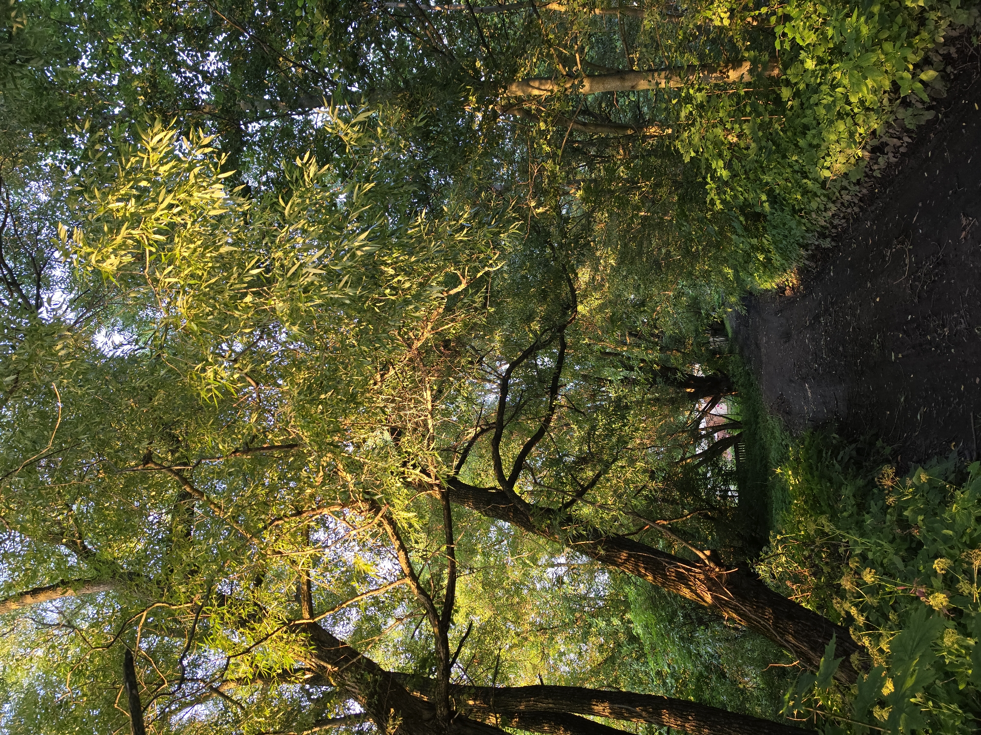 A dirt path winds through a sun-dappled forest in Strelna, Russia. Tall trees with lush green foliage line the path, their branches arching overhead. The sunlight filters through the leaves, casting a warm glow on the scene. The ground is covered with dry leaves and dirt, suggesting a dry season. The overall impression is one of tranquility and natural beauty.