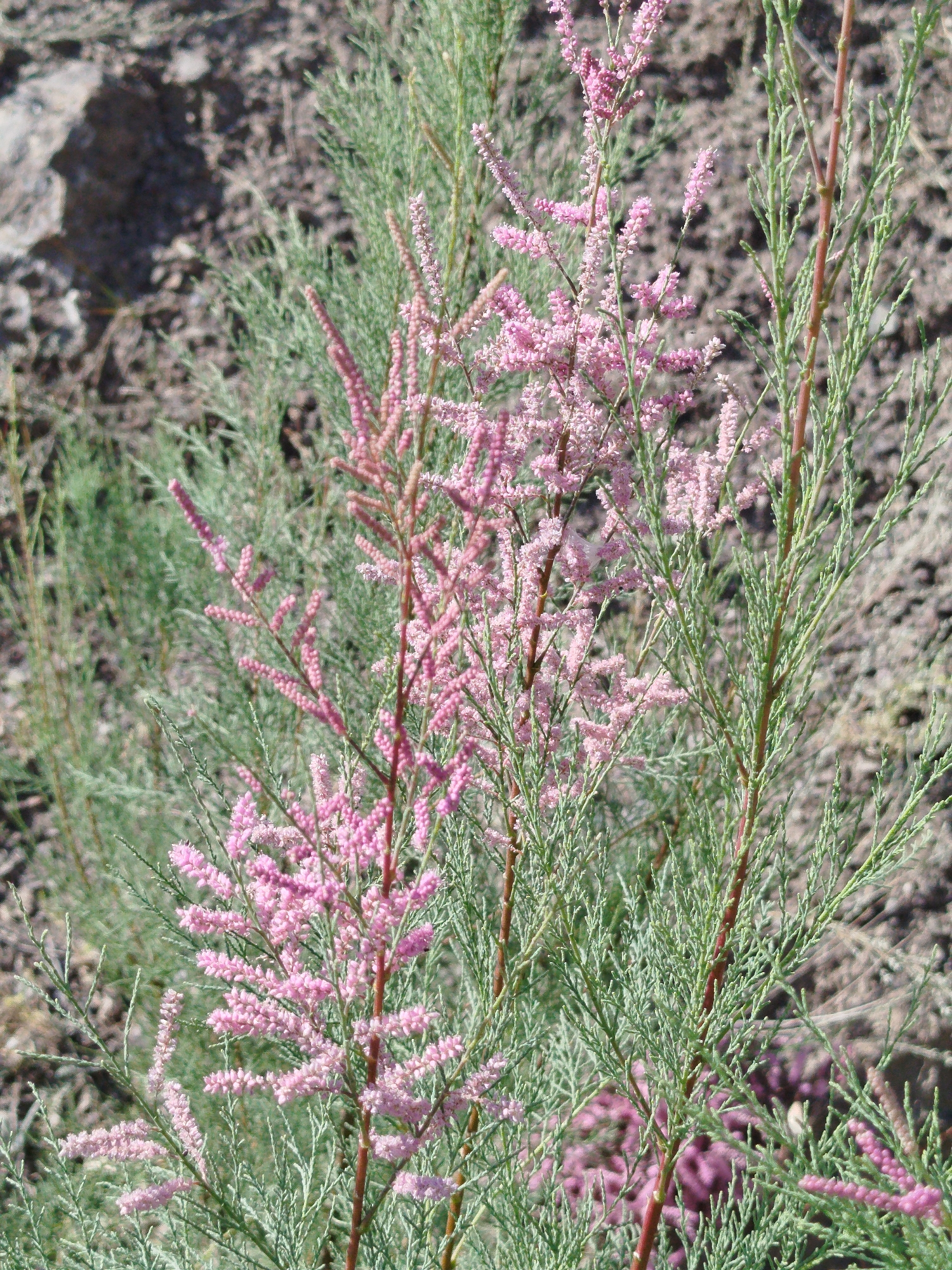 The image displays a close-up view of a flowering shrub with delicate pink flower spikes. The plant has slender, green, needle-like leaves and reddish-brown stems. In the background, there is a blurred area of dry, textured ground, possibly soil or rocks, with some dark shadow shapes. The lighting suggests it is daytime, with sunlight illuminating the plant. The scene is natural and appears to be an outdoor environment. There are no people or animals visible in the image. The image does not provide any specific visual cues to indicate a location within the city of Orozbekov, Kyrgyzstan.