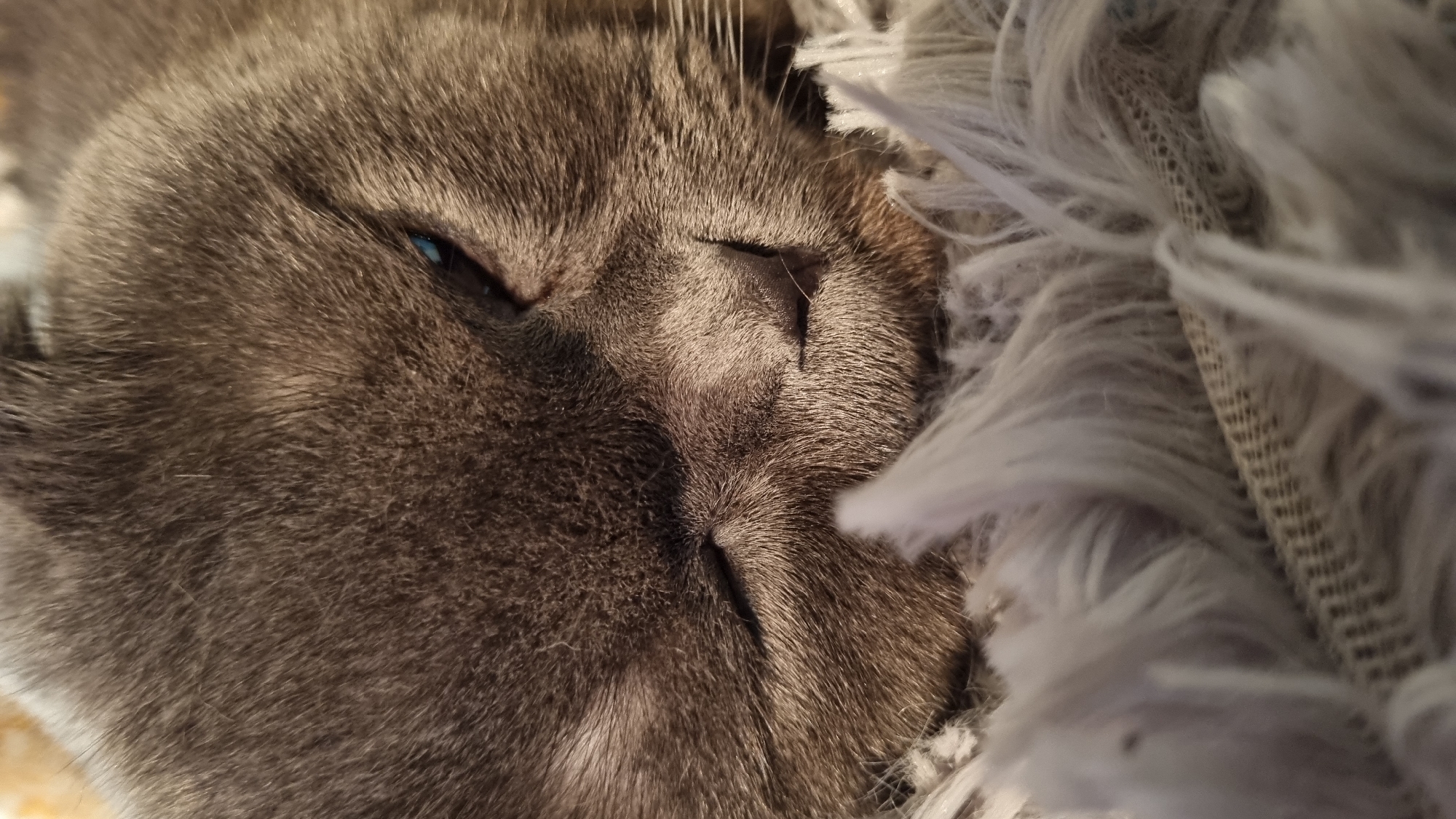 This is a close-up, eye-level shot of a grey cat's face. The cat is lying down on a fuzzy, light-colored blanket. Its eyes are partially closed, with one eye showing a hint of blue. The cat's fur is dense and appears soft. The focus is on the cat's face, with the blanket occupying the foreground and bottom of the frame. The image does not contain any elements that indicate a location in the city of Vysokoe, Russia.