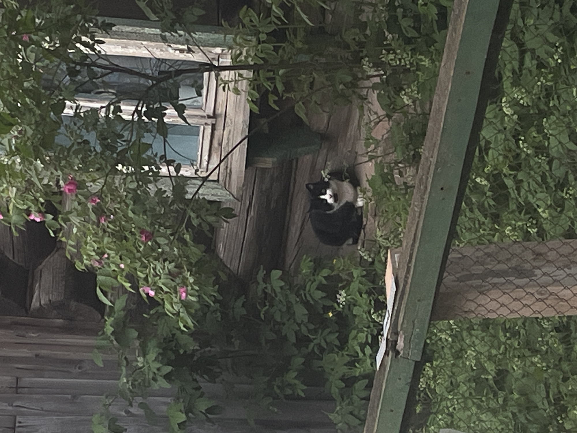 The image, rotated 90 degrees clockwise, depicts a quiet outdoor scene under dim, possibly dusk or evening, lighting. A black and white tuxedo cat is resting on a weathered wooden surface, which appears to be part of an old wooden building or porch. The cat's head is slightly raised, looking towards the left.
Behind and to the left of the cat, a segment of the wooden building wall is visible, featuring a window with multiple panes reflecting a faint light. Dense green foliage, possibly vines or shrubs, heavily frames the scene from the top and left, with several pink flowers scattered among the leaves, suggesting roses or a similar plant. More greenery extends across the right side of the image.
On the far right, a sturdy green wooden beam or post runs diagonally, and behind it, a section of a metal mesh or chain-link fence is visible against further green foliage. The wooden structures, dense plant life, and rustic aesthetic contribute to an atmosphere of an overgrown, rural or semi-rural setting. The scene evokes a sense of calm. No discernible text is visible in the image. The location context for this media file is Votkinsk, Russia.