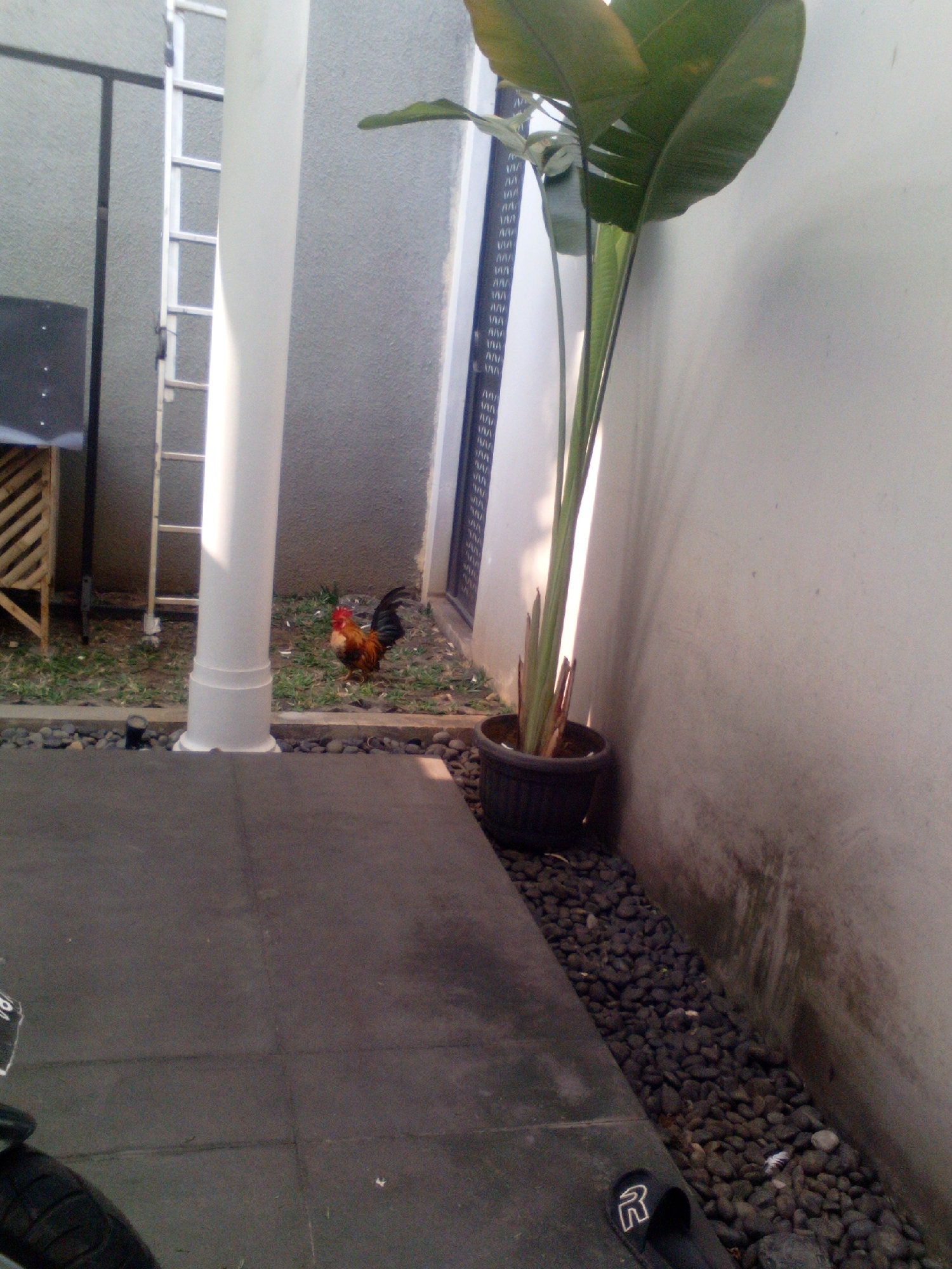 A rooster stands on grassy ground next to a white pillar. Behind the rooster is a gray wall with a dark vertical pattern and a ladder. To the right of the pillar is a large potted plant with green leaves. The ground in the foreground is paved with dark tiles, and a black shoe with a white "R" logo is visible on the right side. The scene appears to be an outdoor area, possibly a courtyard or garden, in a residential or commercial space in South Jakarta, Indonesia.