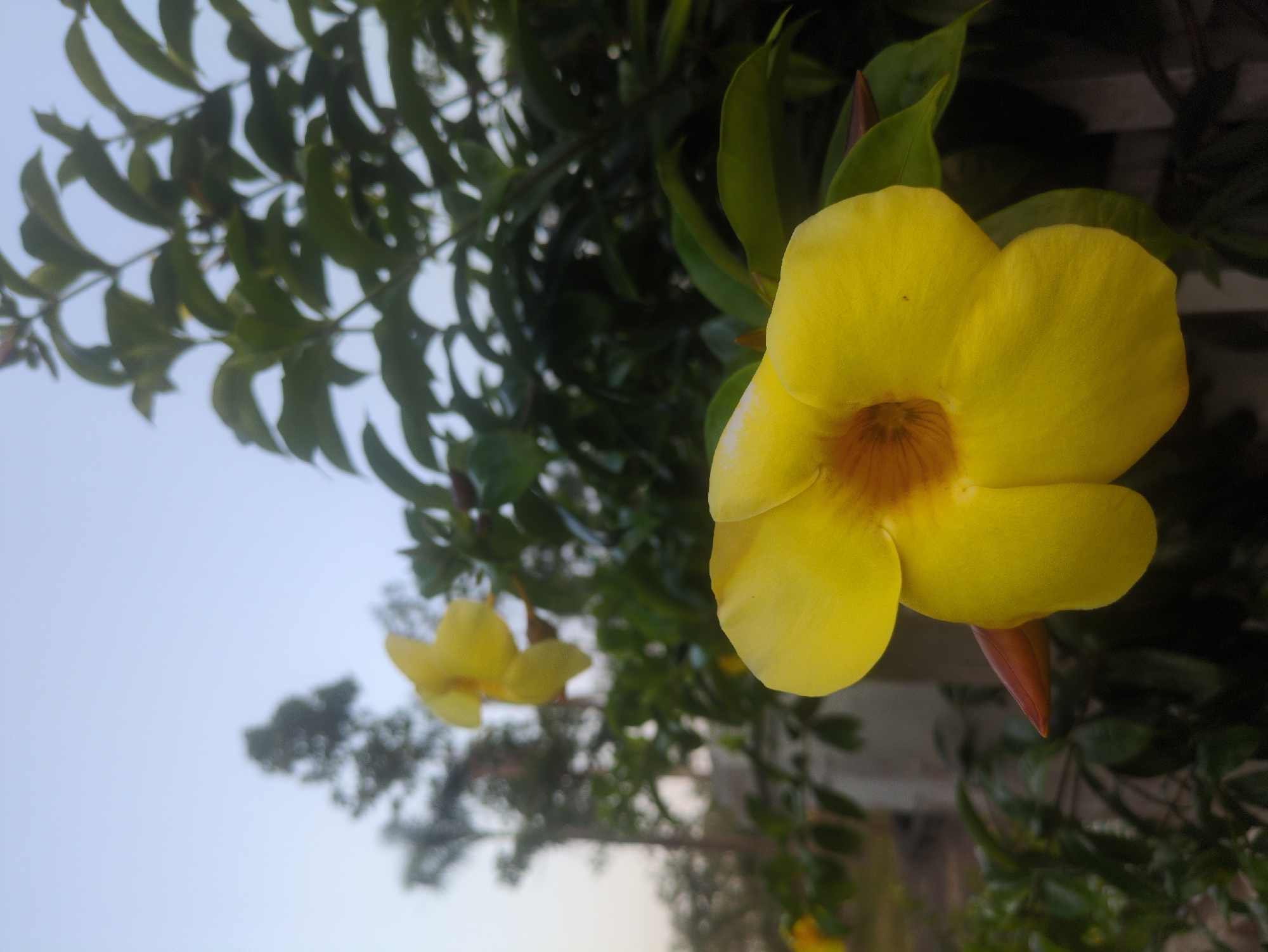 A close-up, medium-angle shot shows a vibrant yellow allamanda flower in full bloom. The flower has a brown-orange center. The flower is surrounded by green leaves. Another yellow allamanda flower is blurred in the background. Above the flower is a leafy plant. The background contains a blurred, light-colored sky. The location is identified as South Quy Nhon Ward, Vietnam.