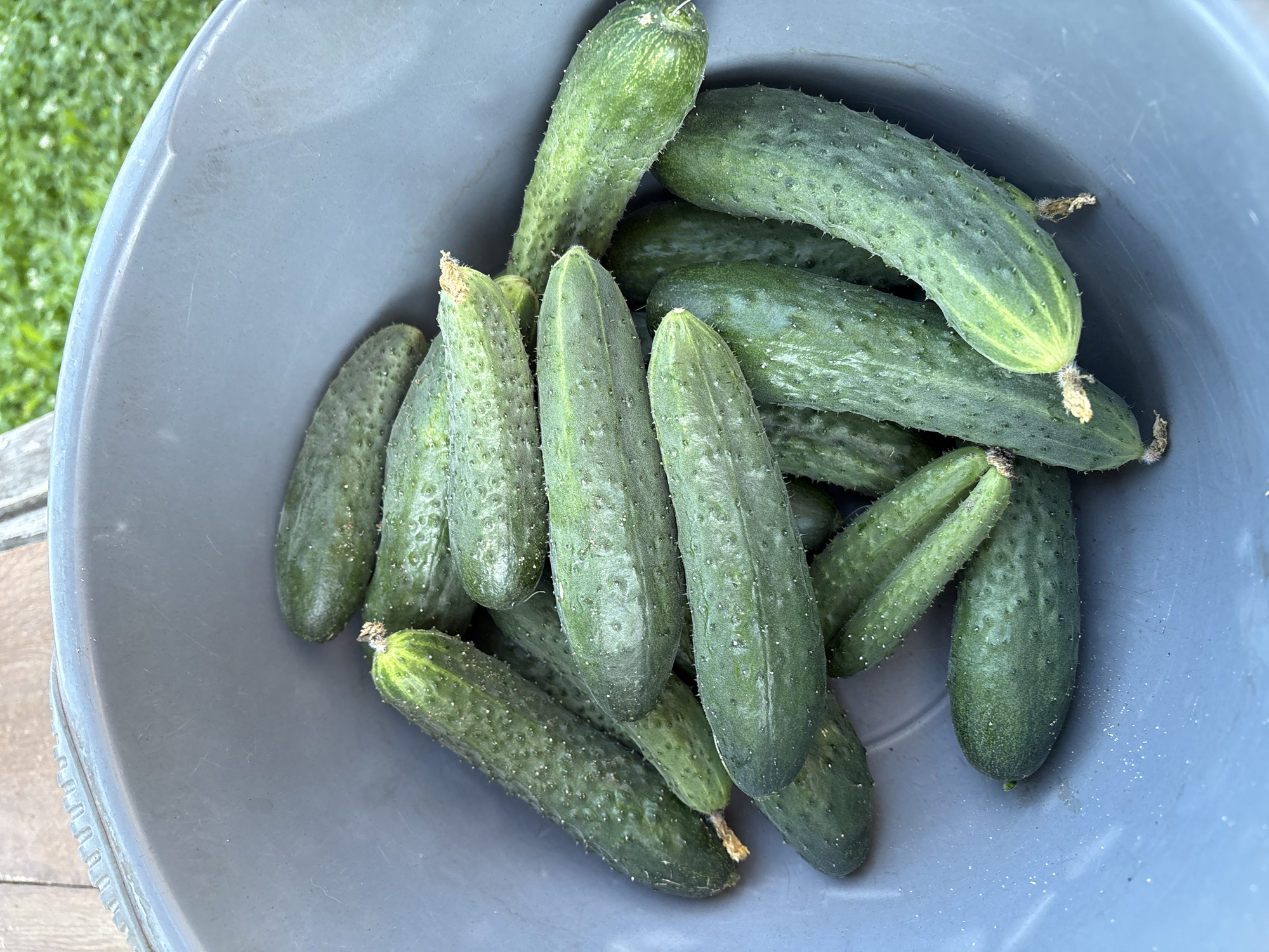 A high-angle, close-up shot shows a blue plastic bucket filled with freshly harvested cucumbers. The cucumbers are various shades of green, with visible prickles and some evidence of soil. The bucket is situated outdoors, with hints of a wooden surface in the upper left and green foliage in the background, suggesting a garden or yard setting in Vetluzhsky, Russia.
