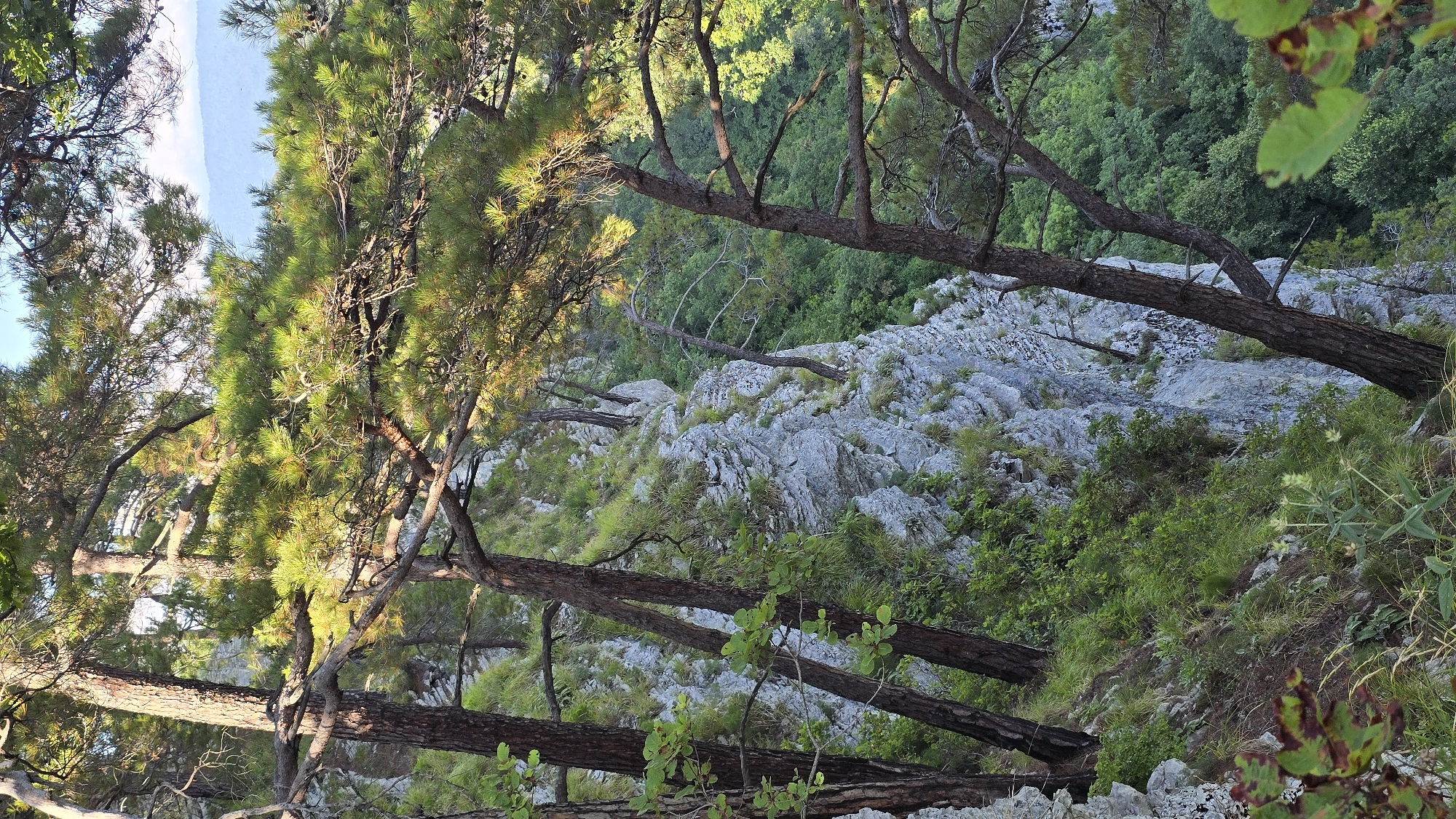 An overcast, mid-afternoon, vertical shot captures a steep, rocky cliff face densely covered with green vegetation and several pine trees in the foreground, located on the outskirts of Khostinskiy, Russia. The cliff is a sheer drop, with a rocky texture and patches of grass and small bushes growing from its crevices. The pine trees are tall and slender, with branches extending over the cliff. The background shows a dense forest of trees, and beyond that, a hazy blue sky and distant mountains. The overall atmosphere is one of natural beauty and tranquility.
