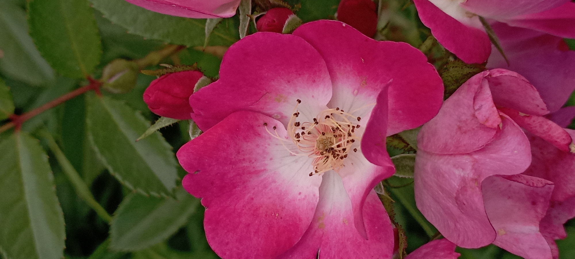 A close-up, vertical, eye-level shot focuses on a vibrant pink rose with white highlights on its petals. The rose's center reveals delicate stamens with brown pollen. Several unfurled rose buds in a deeper pink hue are visible in the background, along with lush green foliage. The image does not provide any information about the city of Radisne, Ukraine, nor does it depict any people, actions, or specific environmental context beyond the flora.