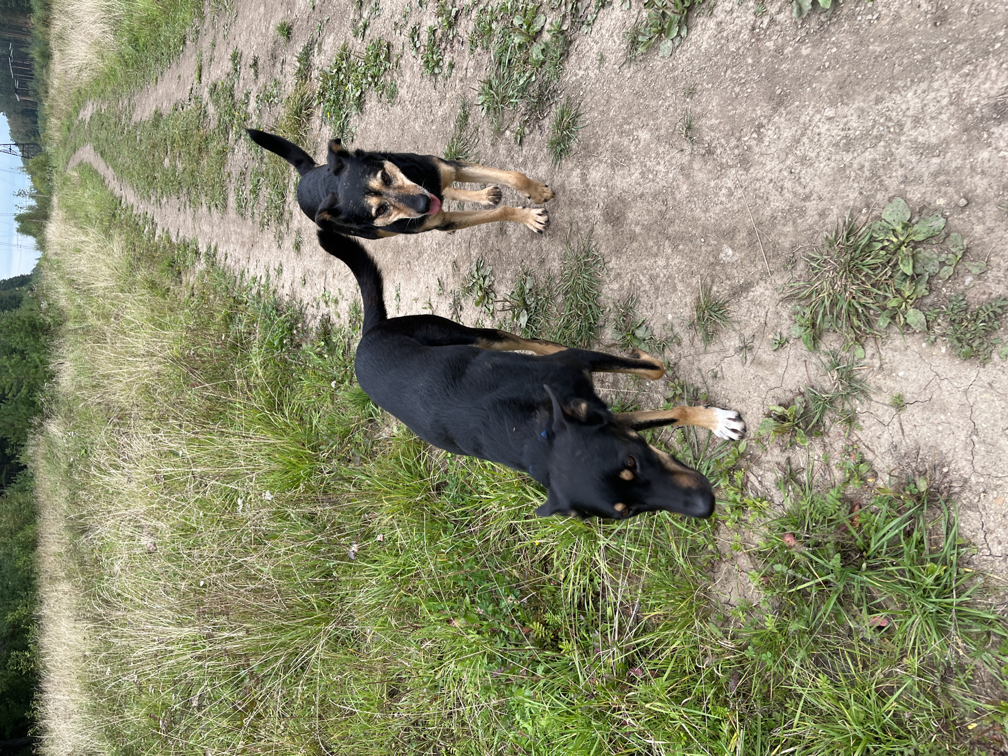 Two dogs walk along a dirt road in a rural area with tall grass and trees. The dog in the foreground is black with tan markings and has its tongue hanging out. The second dog, mostly black with tan legs, is walking ahead of the first. The road is somewhat worn and appears to be a path through a natural landscape. The background shows a forest with some tall power line towers visible in the distance. The sky is overcast. This scene is consistent with a rural or undeveloped area on the outskirts of Nizhny Tagil, Russia.
