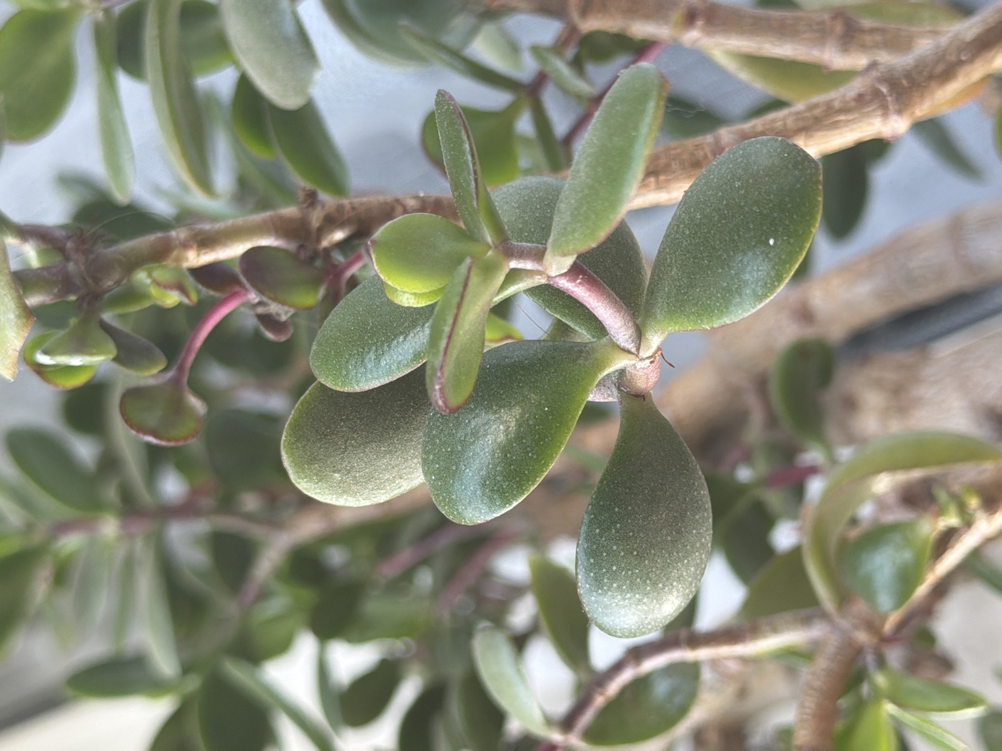 A close-up, eye-level shot captures the thick, woody branches and succulent leaves of a jade plant. The leaves are oval-shaped, plump, and a vibrant green, with some showing subtle red edging. The branches are textured and brown, with smaller, reddish stems branching off. The background is softly blurred, suggesting an indoor setting with natural light, possibly a window. The scene is devoid of any human presence or activity. This image does not contain any information that would allow for its location to be identified within the city of Pazardzhik, Bulgaria.