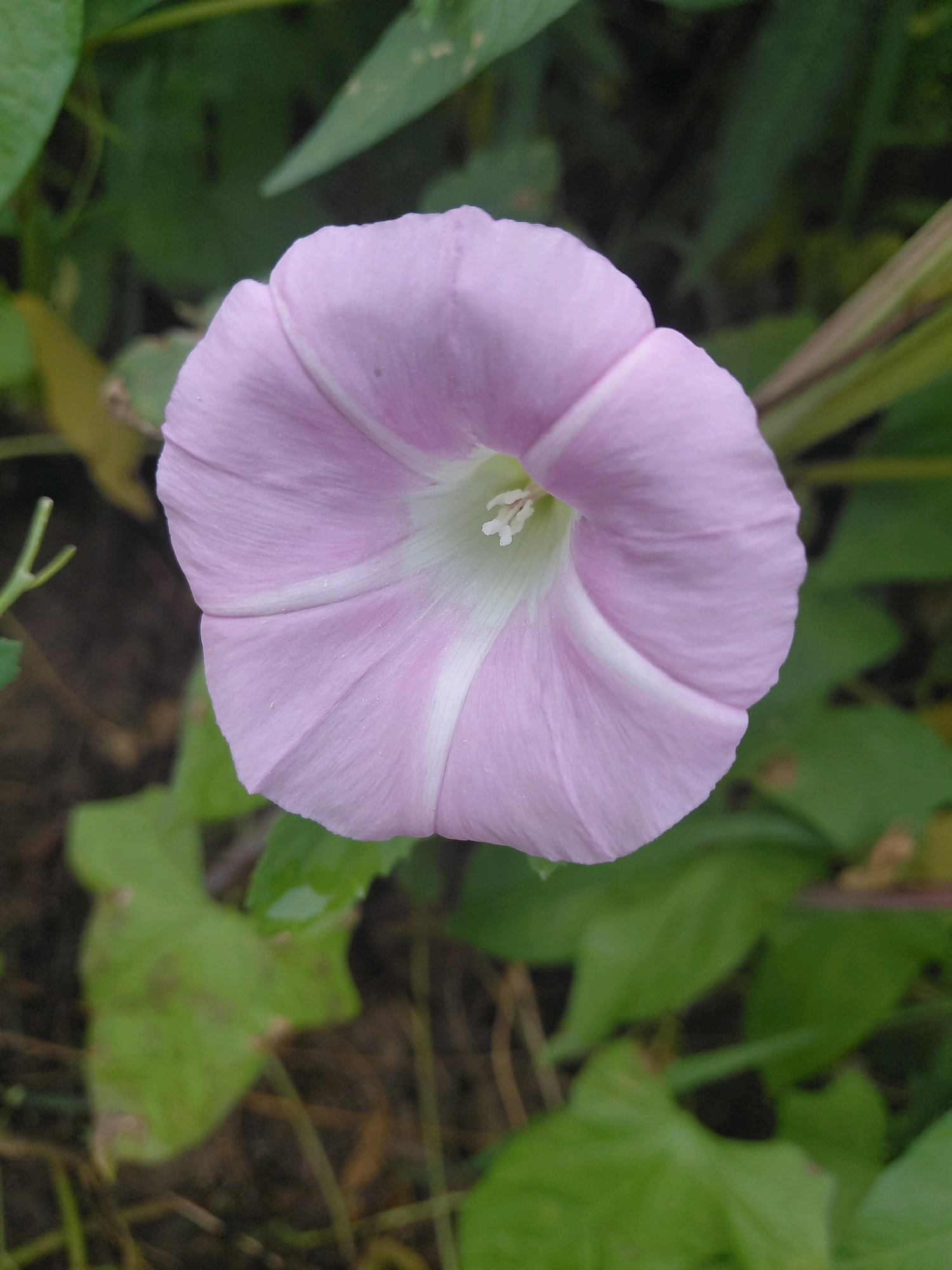 A close-up, overhead shot captures a single, light pink bindweed flower in full bloom. The flower's petals are delicate and textured, with faint white stripes radiating from its center. The central part of the flower reveals a small, white stamen. The background consists of blurred green leaves and dark soil, suggesting an outdoor, natural setting. There is no indication of a specific location within Malinovka, Russia, or any people present in the image. The focus is entirely on the flower and its immediate surroundings.