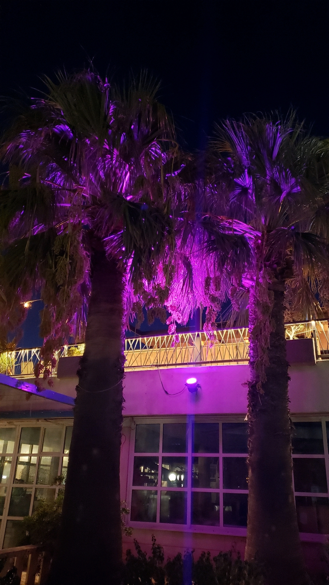 The image depicts a nighttime scene featuring two palm trees illuminated by purple lights. The palm trees are in the foreground, with their fronds prominently visible and lit from below, casting a vibrant glow. Behind the palm trees, a building with large windows is visible, also bathed in pinkish-purple light from a spotlight on its exterior. A railing with a diamond pattern runs along the top of the building, above the windows. The sky above is dark and clear. The overall impression is of a well-lit outdoor venue, possibly a restaurant or bar, at night. There are no people or animals visible in the image. The location is identified as Općina Tučepi, Croatia.