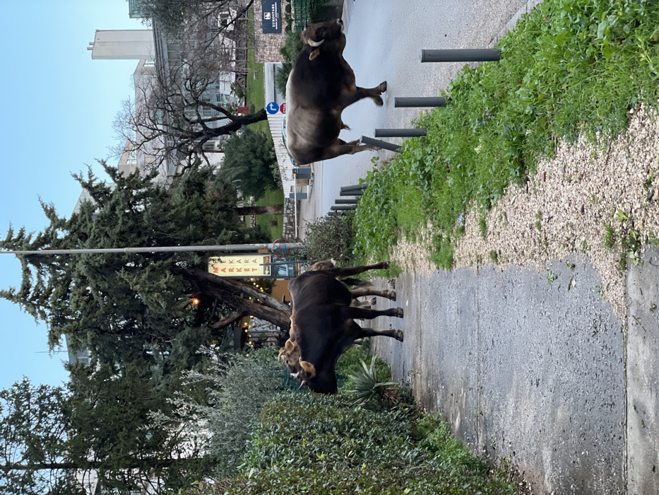 The image depicts an unusual urban street scene featuring two large bovines. The scene appears to be taken on an overcast day, possibly early morning or late afternoon, as the lighting is soft and diffused. The ground is visibly damp, suggesting recent rain.
In the foreground, a paved path or road runs diagonally from the bottom left to the upper right. To the right of this path, there is a strip of light-colored gravel, followed by a vibrant green grassy area. Several dark grey, cylindrical bollards are evenly spaced along the edge between the paved surface and the gravel/grass, seemingly separating a pedestrian area from the road.
One large, dark brown bovine is partially visible in the lower left portion of the image, mostly obscured by dense green bushes. Its hindquarters and back are prominent, and parts of its head can be seen, suggesting it is facing away from the viewer.
Further along the paved path, towards the middle of the frame, a second bovine, lighter in color (brown and grey with white markings), is captured in a dynamic pose. This bovine, which appears to be a bull with visible horns, is rearing up on its hind legs, with its front legs lifted off the ground. It is positioned near the bollards and appears to be in motion, possibly jumping or startled.
In the middle ground and background, there are various urban elements. A large, dark green evergreen tree stands prominently on the left side of the frame, with string lights draped around its branches. Beneath this tree, a vertically oriented sign is visible, displaying the text "BAKARA MARKET". Behind the trees, several buildings are present, including a tall, light-colored structure. On one of the buildings in the background, a sign with the word "EUROSTARS" can be faintly read. A blue circular road sign with a white arrow pointing to the right is also visible behind the rearing bovine, indicating a traffic directive such as a mandatory right turn or one-way street.
The overall impression is one of domestic animals unexpectedly present in a city environment.