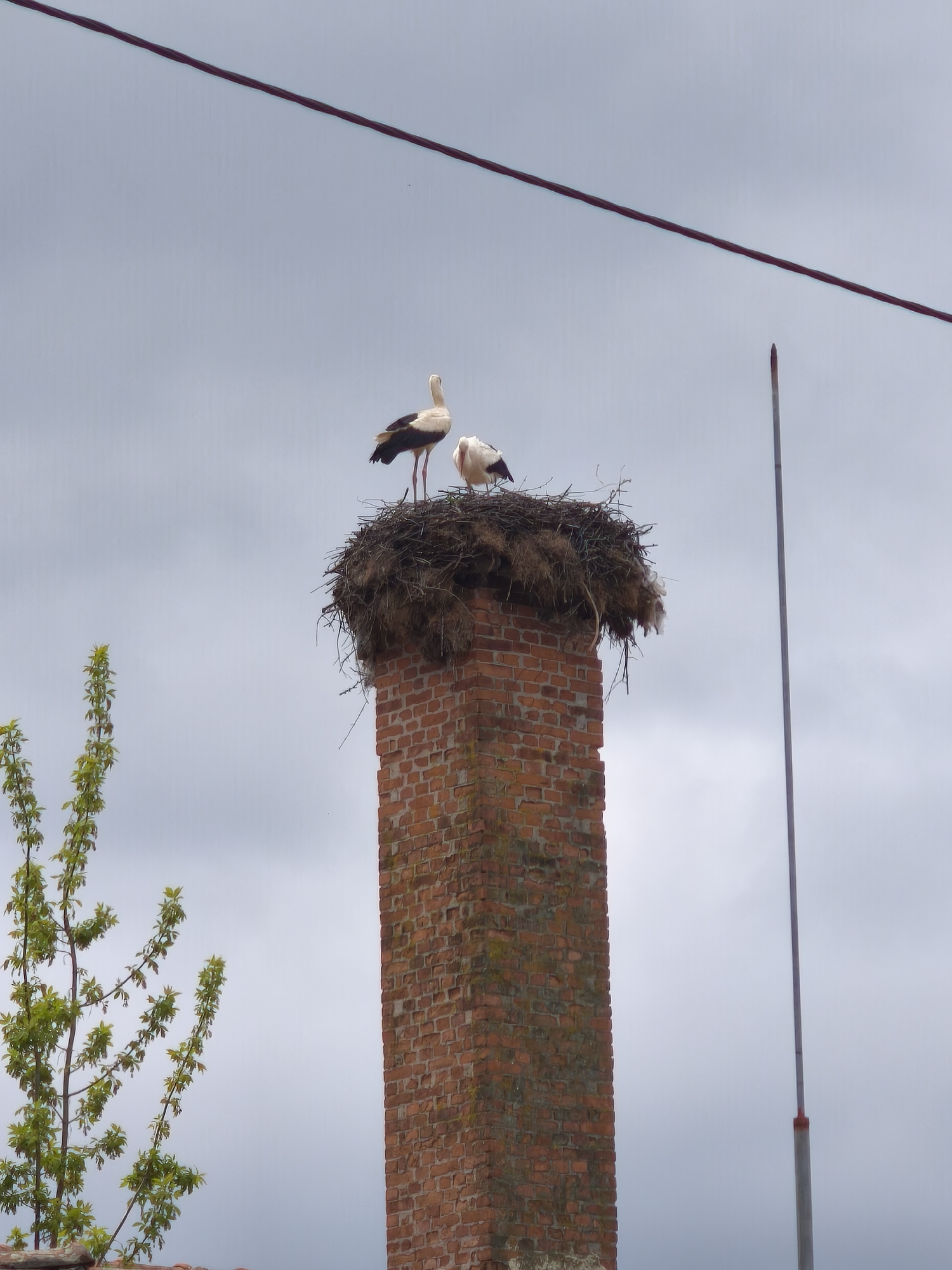 Two storks are perched atop a large nest built on a tall, brick chimney. The chimney appears to be disused, with some discoloration and vegetation growing on its surface. A young tree with green leaves is partially visible on the left side of the frame. Overhead, an electrical wire and a lightning rod stretch across the scene. The sky is overcast with gray clouds. The location is Rusokastro, Bulgaria.