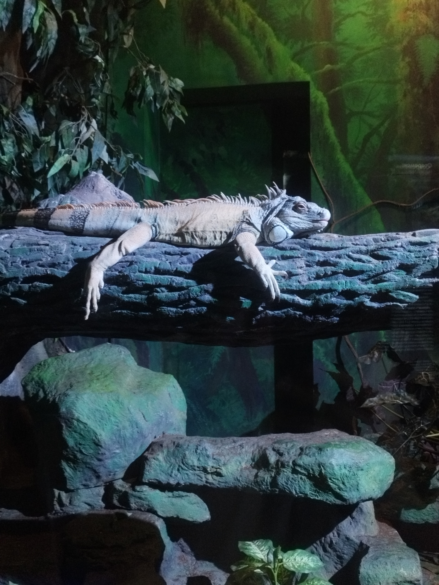 An iguana rests on a log, its body spanning the width of the log. The iguana's left front leg is extended over the edge of the log, with its claws dangling. The iguana's head is turned to the left, and its eye is visible. The log is covered in textured bark, and it is positioned in front of a backdrop of lush green foliage. In the foreground, large, moss-covered rocks are visible. The scene appears to be an enclosure in a zoo or a similar facility. The image was taken in the city of Russky, Russia.
