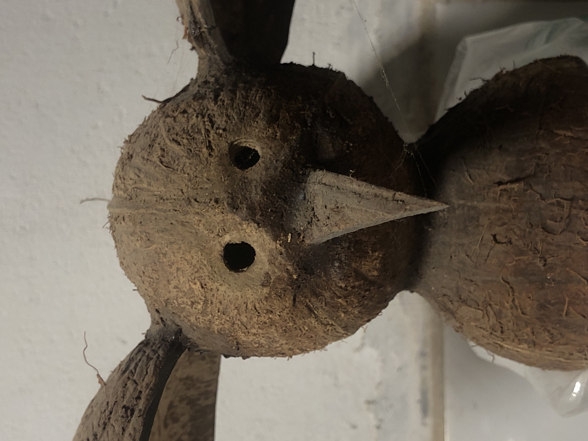 This is a close-up, eye-level, frontal view of a crudely made effigy constructed from coconut shells, resembling a stylized bird or creature. The object is positioned in what appears to be an indoor setting. The background is a textured, off-white wall. The effigy features two circular holes for eyes, a pointed beak made from a carved piece of coconut shell, and two ear-like appendages also fashioned from coconut shell. The surface of the effigy is rough and fibrous, characteristic of coconut husks. Some fine strands of cobweb are visible on the effigy and in the surrounding area, suggesting it has been in place for some time. The lighting is dim, casting subtle shadows. There are no people present in the image. The scene is devoid of any specific indicators of Kabalana, Sri Lanka.