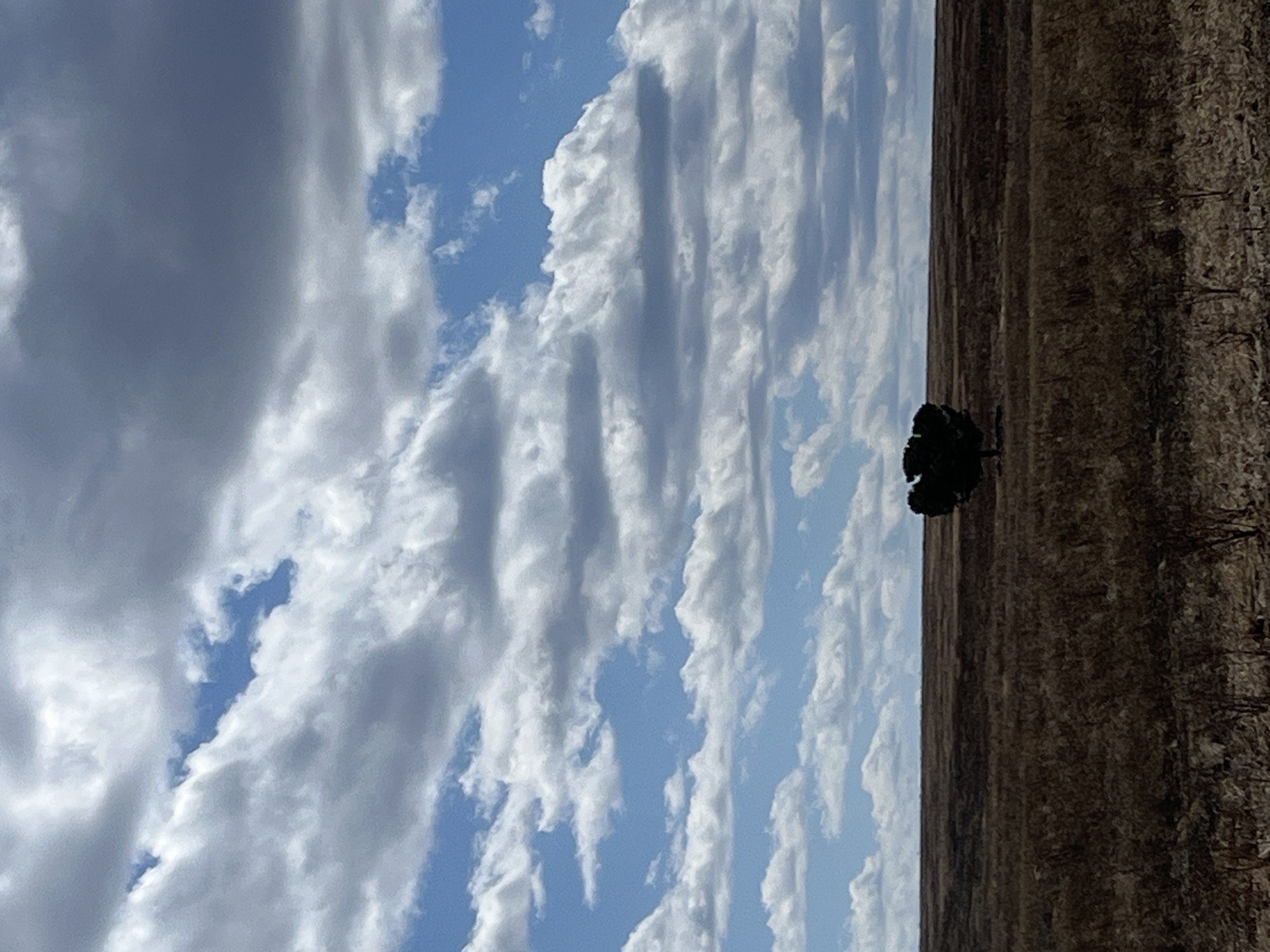 The image presents a landscape scene under a sky dominated by alternating bands of white and grey clouds interspersed with patches of blue sky. A single, dark tree is positioned in the right half of the frame, silhouetted against a field of brown, dry grass or harvested land. The image's horizon appears to be tilted to the right. The provided location, the city of Zhandat, Russia, cannot be definitively verified within the image alone. No people, subjects, objects, actions, or interactions can be seen, beyond what is listed above.