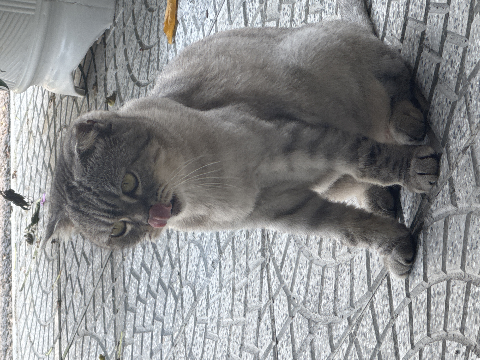 A gray tabby cat lies on a textured gray tiled surface with a patterned grid. The cat is positioned mostly horizontally in the frame, with its head to the left and body angled to the right. The cat's tongue is sticking out of its mouth. A white object is visible in the upper left corner. Scattered plant debris is present. Location information is not available in the image.