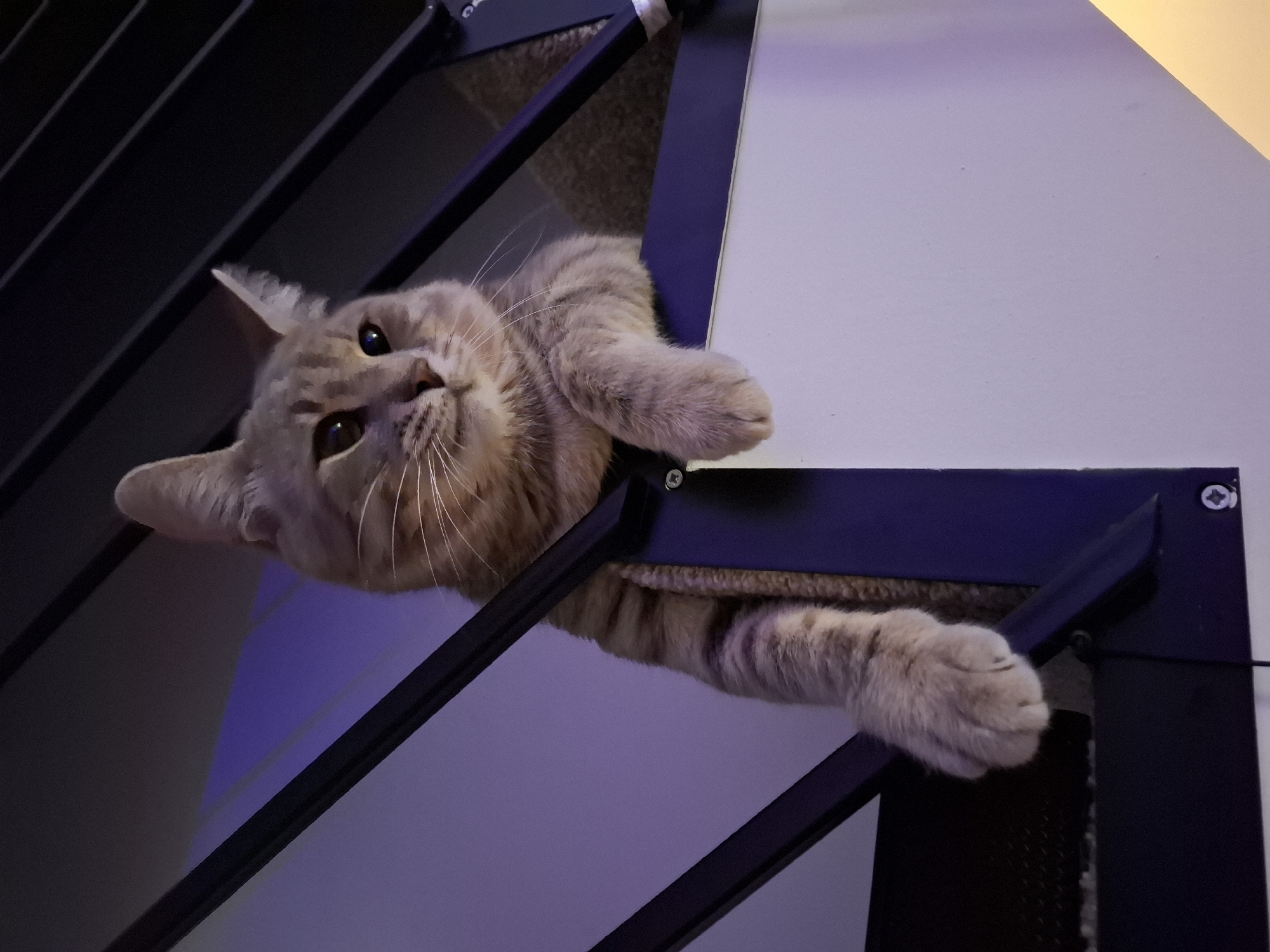 A light brown tabby cat with white whiskers and green eyes is perched on a black metal railing. The cat is looking to the right with its head tilted slightly upwards. Its left front paw is hanging over the railing. The background is a purple gradient.