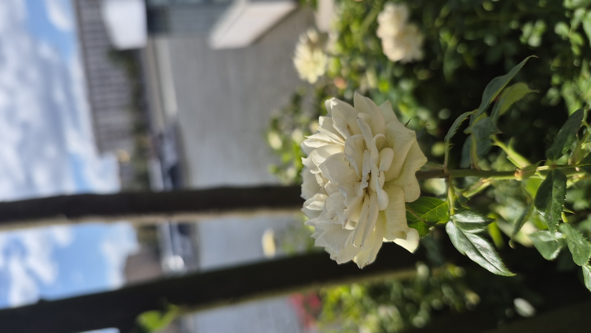 A close-up, shallow depth-of-field shot focuses on a pale yellow rose in bloom, its petals layered and slightly ruffled. The rose is positioned in the foreground, with a blurred background suggesting an urban waterside environment. Two dark, vertical tree trunks frame the left side of the image. Beyond the rose and trees, the scene depicts a body of water, likely a river, with a large, elongated building in the distance. A boat or ship is visible on the water. The sky above is a mixture of blue with scattered white clouds. The overall impression is a serene moment captured amidst a city landscape. The scene is not specifically identifiable as Molzino, Russia.