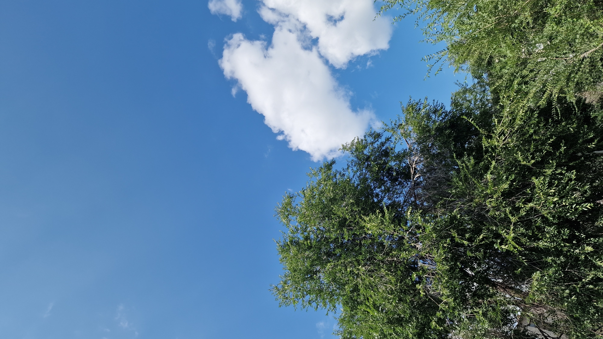 The image shows a bright, clear blue sky with a few fluffy white clouds on the right side. In the foreground, a dense, green tree with many leaves dominates the left and bottom portions of the frame. Another, less dense green tree is visible on the far right. The image appears to be taken outdoors in a natural setting, possibly a park or garden. There are no people or specific structures visible that would help pinpoint a location within Kostanay, Kazakhstan. The sun is shining brightly, casting a natural light on the foliage.