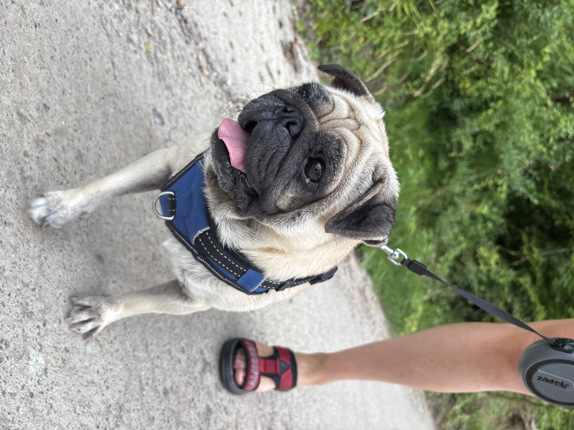 A pug dog wearing a blue harness is on a leash being walked by a person whose legs and feet are visible on the right side of the frame. The dog's tongue is out and its mouth is slightly open. They are on a paved surface, likely a sidewalk or path, with green foliage in the background. The person is wearing red and black sandals. The scene appears to be outdoors in a natural setting. No elements in the image suggest the location is Sochi, Russia.