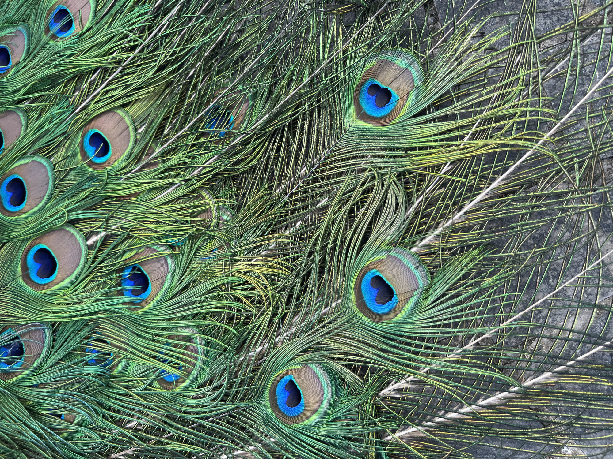 The image is a close-up, overhead view of a collection of peacock feathers. The feathers are predominantly green with iridescent hues of blue and gold, and each feather features a distinctive "eye" pattern with concentric rings of blue, green, and brown. The feathers are fanned out, overlapping and creating a dense, textured surface. The background appears to be a dark, rough surface, possibly stone or pavement, which is partially visible beneath the feathers. The lighting suggests an outdoor setting, with sunlight highlighting the iridescent qualities of the feathers. There are no people, animals, or specific landmarks visible in the image that would indicate a location within the city of Dnipro, Ukraine. The scene is purely focused on the details and patterns of the peacock feathers themselves.