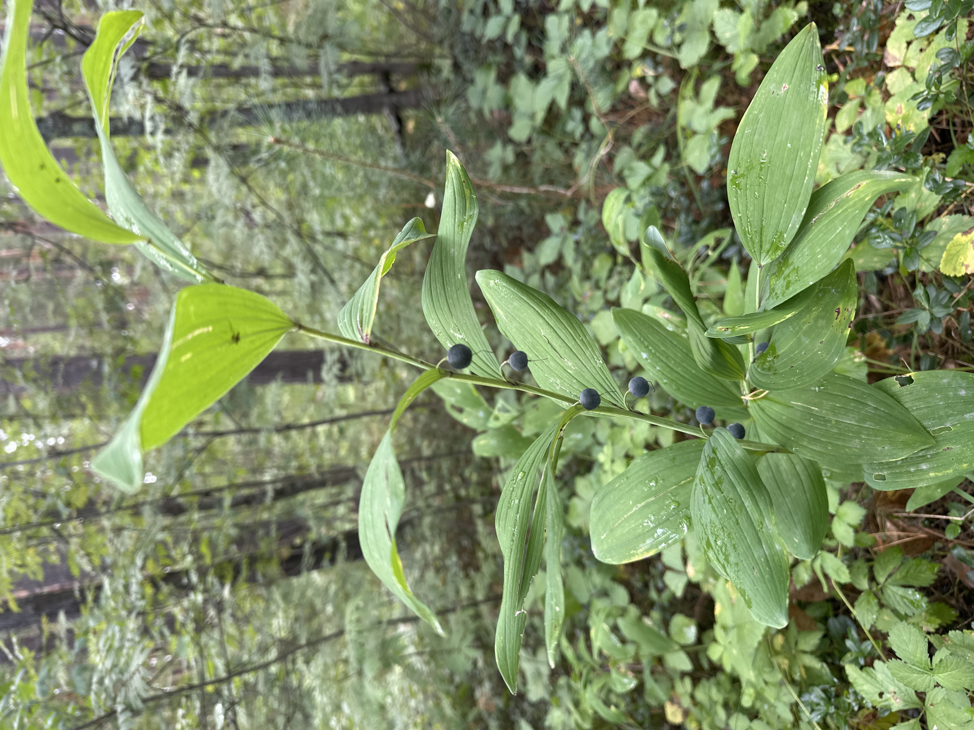 A Solomons Seal plant with dark berries is in focus in the foreground. The plant is in a forest environment, with green foliage and trees in the background. The lighting suggests it is daytime, and the wetness on the leaves indicates it may have recently rained. The image was taken in the city of Соколово, Russia.