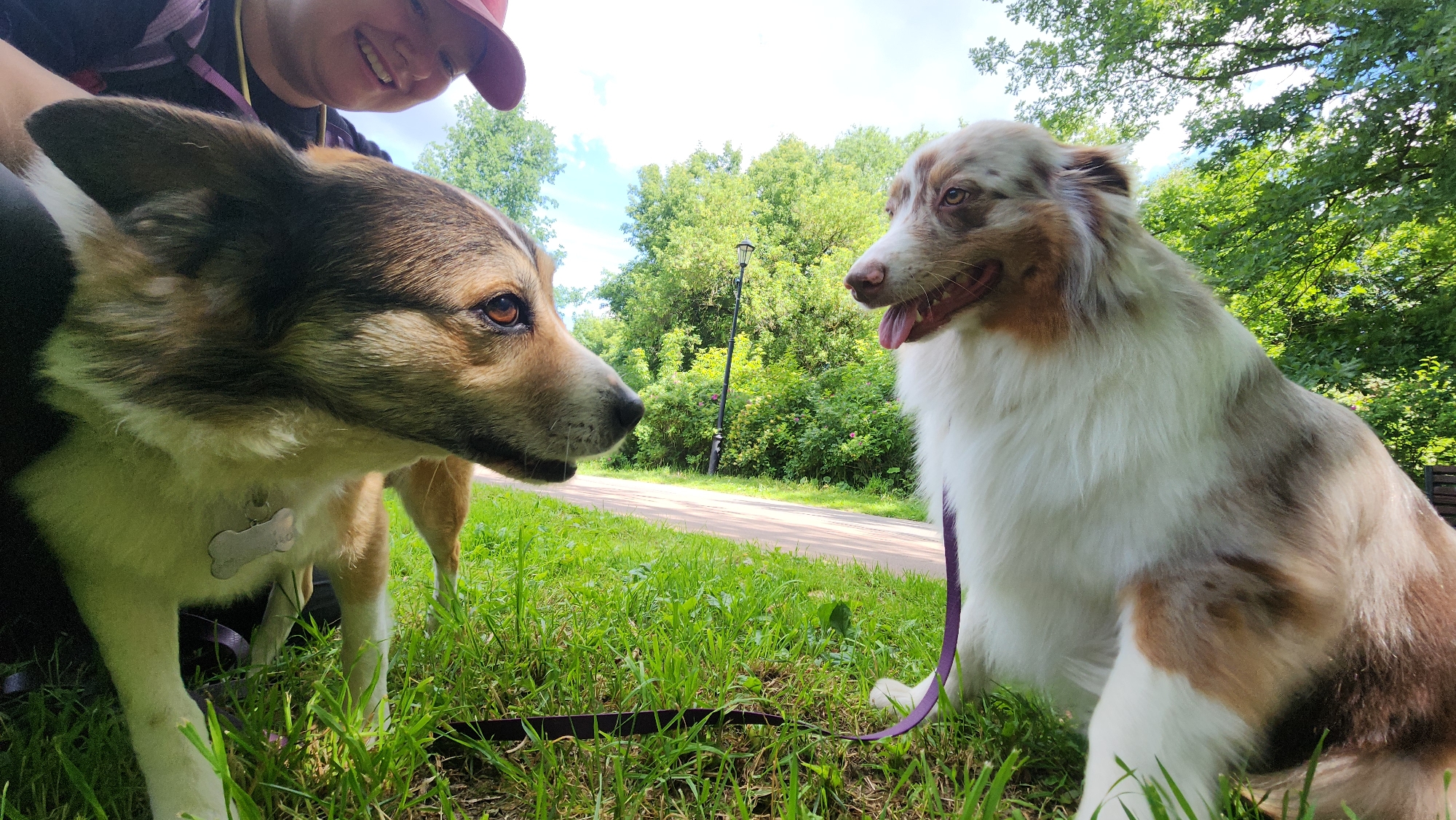 The image shows two dogs and a person in a park on a sunny day. The dog on the left is in the foreground, facing the right. It has brown, black, and white fur, with a white tag on its collar. The dog on the right is slightly behind and to the right of the first dog, also facing right. It is a lighter colored dog with brown and white patches and appears to be an Australian Shepherd. A person wearing a red cap and a black shirt is visible in the upper left corner, smiling. They are partially obscured by the dog in the foreground. The dogs are on a grassy area, with a paved path visible behind them and a line of trees in the background. A lamppost is also visible in the background. The weather appears to be fair, with a bright sky and sunlight casting shadows. The overall scene suggests a leisurely outing in a park, possibly in Moscow, Russia, given the provided location context.