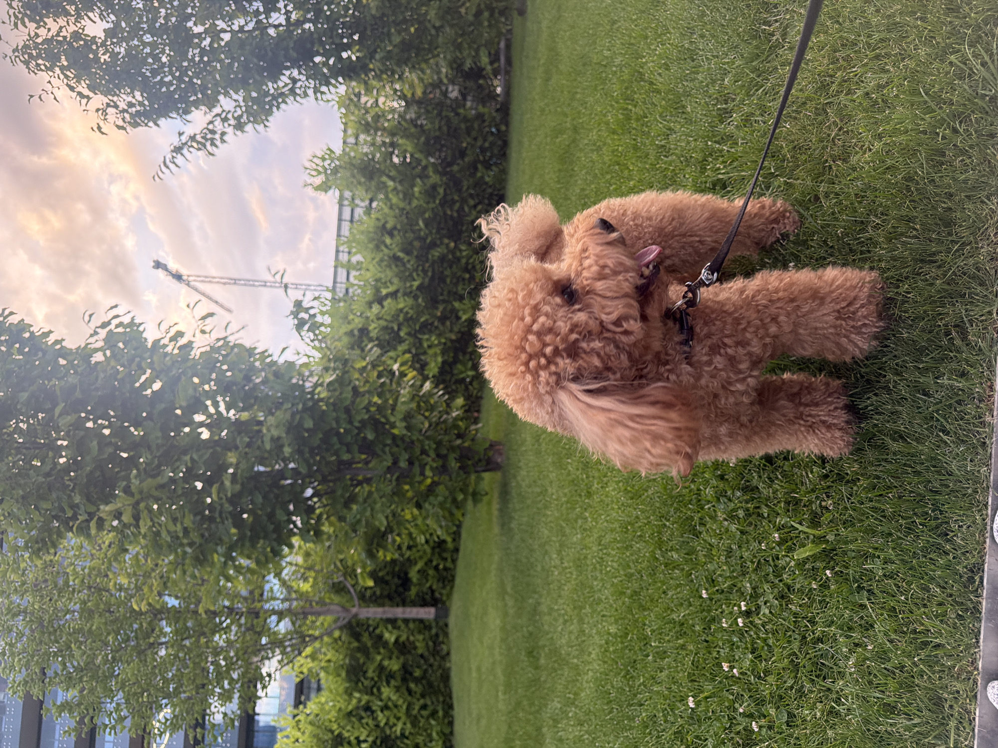 The image, correctly oriented, depicts a light brown, curly-haired dog, resembling a Poodle or Goldendoodle, lying on its back or side on a vibrant green lawn. The dog is wearing a dark harness and a leash, with its tongue slightly out, conveying a sense of playfulness or contentment.
The setting is an outdoor green space, likely a park, in Sofia, Bulgaria. Lush green trees frame the scene, with some foliage obscuring buildings on the left side. The sky above is partly cloudy, displaying soft, warm hues of pink and orange, suggesting either early morning or late afternoon light. A distinct construction crane is visible against the sky in the upper left background, indicating ongoing development in the vicinity.
The grass is verdant and well-maintained, interspersed with small white clover flowers. A dark paved edge or path runs along the bottom right of the frame, and a person's foot in light-colored footwear is partially visible, indicating the presence of the dog's owner nearby, presumably holding the leash. The overall atmosphere is serene and natural, contrasting with the visible urban elements in the background. There is no visible text in the image.