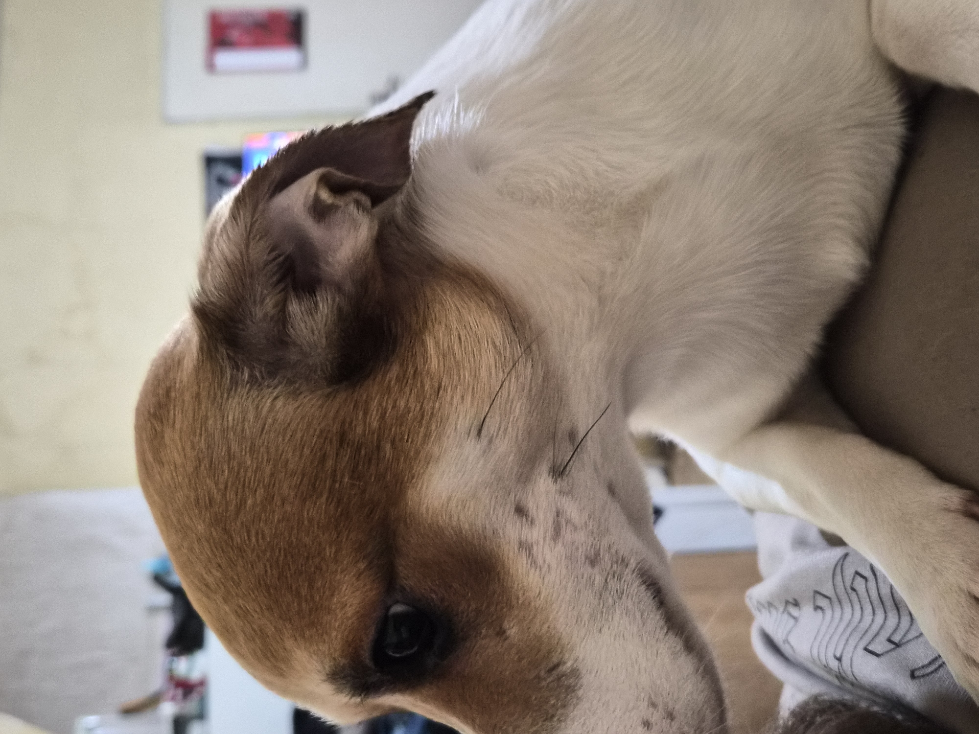 A close-up photograph shows the head and upper torso of a Jack Russell Terrier. The dog's fur is primarily white with tan markings on its head and ears. The dog is facing downward and slightly to the left, with its dark eye visible. The dog seems to be lying on or being held by a person, as indicated by the presence of clothing with a design on it in the lower right corner of the image. The background is softly out of focus, revealing hints of a room interior with what appears to be a television screen and framed pictures on the wall. The photograph doesn't provide sufficient evidence to determine a specific location within the city of Plovdiv, Bulgaria, or any other location.