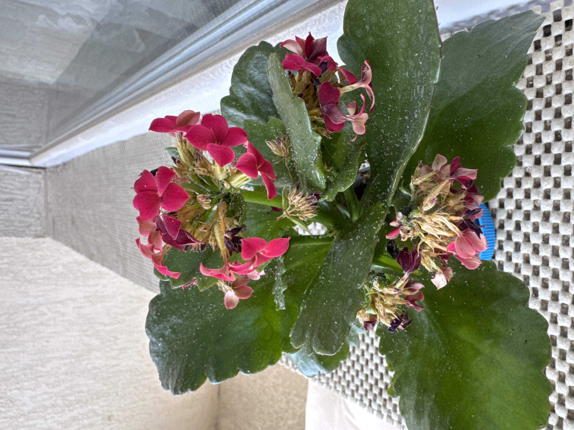 A high-angle view shows a Kalanchoe plant indoors. The plant has dark green leaves with a scalloped edge. The flowers are a mix of bright pink and wilting brown, with some blooms appearing dried out. White specks are visible on the leaves, possibly indicating dust or other residue. The plant sits on a light-colored surface with a textured grid pattern. In the background, part of a window frame and wall are visible. The precise location in Sofia, Bulgaria is not determinable.