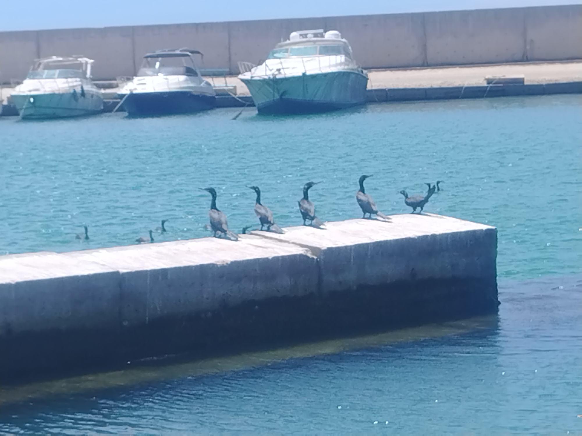 In a bright, sunny day in Porlamar, Venezuela, several boats are docked at a harbor. The water is a clear, turquoise blue. On a concrete pier in the foreground, a group of cormorants are perched. The birds are dark and sleek, with long necks and beaks. They are facing in different directions, some looking out at the water, others preening their feathers.
In the background, three boats are visible. The one on the left is white with a blue hull, and appears to be a small cruiser. Next to it is a larger white boat with a black trim, also a cruiser. The largest boat in the center is covered with a blue tarp and has a more enclosed cabin. A concrete wall runs along the back of the harbor, separating it from a sandy area.
The scene appears to be a peaceful day at the marina. The sun is high in the sky, casting a warm glow on the water and the boats. The weather is clear and calm, with no visible clouds. The presence of the birds on the pier adds a natural element to the man-made harbor. The overall impression is one of a serene seaside location.