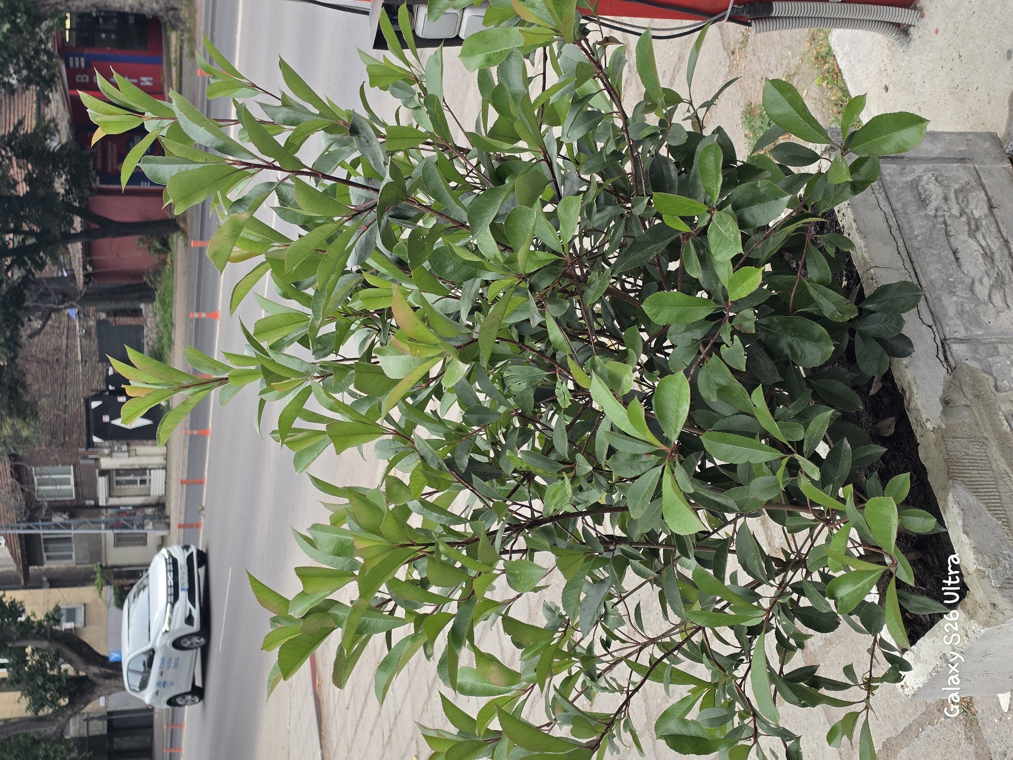 The media file shows a close-up of a green leafy plant in a planter. The leaves are oval-shaped and glossy. The plant's branches are thin and reddish-brown. Behind the plant, a street scene is visible. A white car is driving on the road, and there are orange traffic cones. Buildings are visible in the background, with some architectural details suggesting an urban or suburban setting. The scene appears to be outdoors, possibly on a sidewalk next to a road. The lighting suggests it is daytime. The overall impression is of an outdoor urban environment with a focus on the foreground plant. Visible text includes "Galaxy S26 Ultra" in the bottom right corner, which is a watermark from the device used to take the photo.