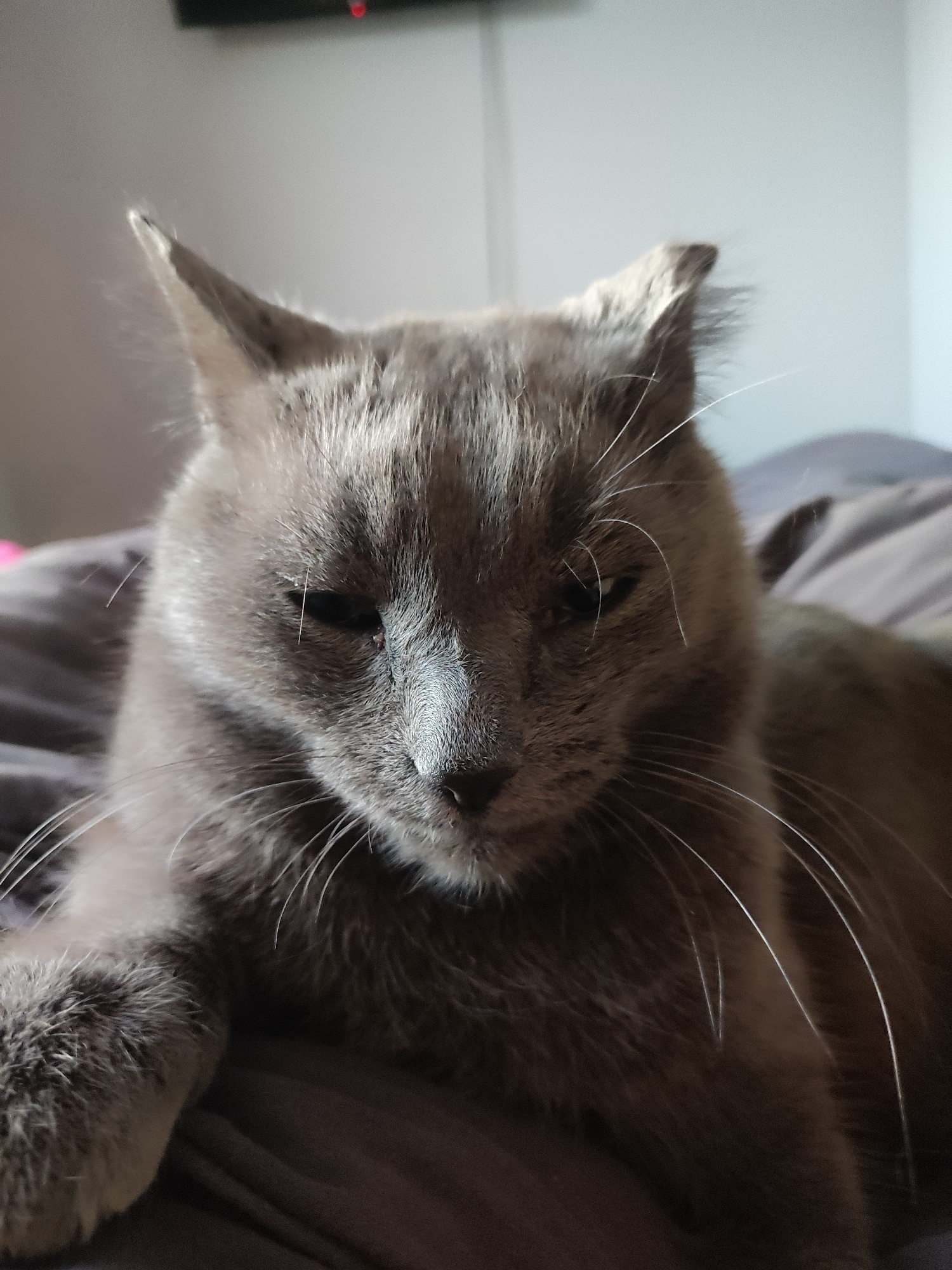 A gray cat is lying down on a gray surface, possibly a bed or blanket. The cat is facing the camera with its eyes partially closed. Its whiskers are visible. The background is blurry, showing a wall and a dark object that could be a television. There is no information in the image to determine the location as Votkinsk, Russia.