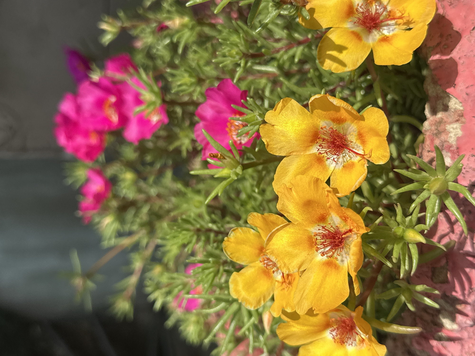 The image shows a close-up of bright yellow and magenta flowers, possibly Portulaca, in a planter. The flowers are in focus in the foreground, with their petals open and their red stamens visible. The background is blurred, showing green foliage and a dark, indistinct surface. The planter itself appears to be made of a pinkish-red material with a rough texture. The lighting suggests it is daytime, with sunlight casting shadows. There are no people visible in the image. The context of Luhansk, Ukraine, is not visually present in the image itself and cannot be determined from the provided visual information.