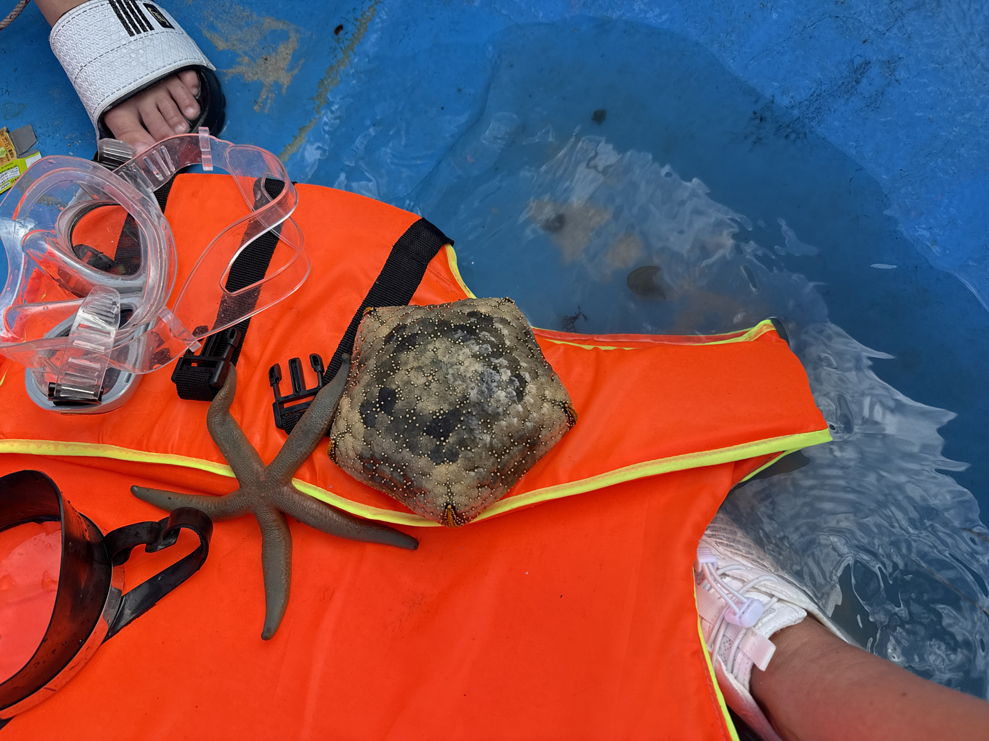 The image shows a close-up overhead view of snorkeling gear and two starfish laid out on an orange life vest. The life vest is partially submerged in blue water. A person's right foot, wearing a white sneaker, is visible in the lower left corner, and another person's left foot, wearing a black sandal with a white strap, is visible in the upper right corner. The snorkeling gear includes a clear mask with a black strap. The starfish are a dark brown, five-pointed specimen and a larger, more rounded, mottled brown and cream-colored specimen with visible tube feet. The scene appears to be on a boat or floating platform in the waters near Từ Nham, Vietnam, suggesting preparation for or completion of a snorkeling activity.
