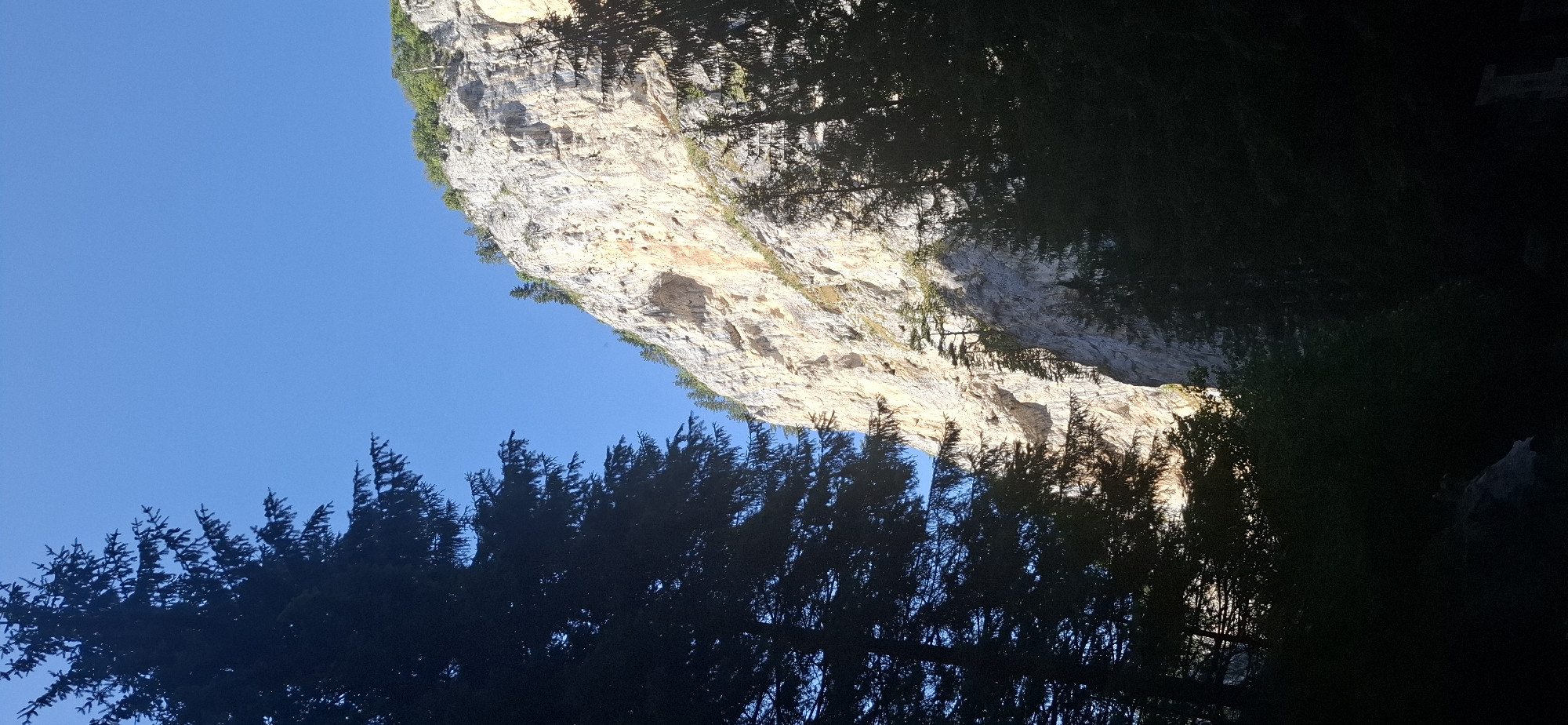 This image depicts a steep, imposing limestone cliff face bathed in sunlight, set against a clear blue sky. In the foreground, the silhouettes of dark green pine trees frame the scene, their branches creating a dense, shadowy effect. The cliff itself is textured with numerous ledges and crevices, and sparse vegetation, including small trees, clings to its upper slopes. The lower portion of the cliff face is partially obscured by shadow, creating a dramatic contrast with the sunlit upper sections. The scene captures a natural, rugged landscape likely found in a mountainous or gorge region. The specific location in Trigrad, Bulgaria, suggests a geological formation within the Rhodope Mountains, known for its dramatic karst landscapes and gorges. No people or animals are visible in the image.